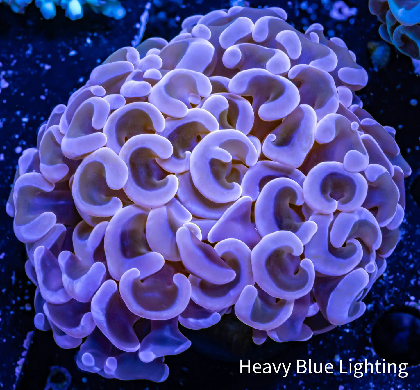 Hammer Coral - WYSIWYG 6cm Hammer Coral - WYSIWYG 6cm Aquarium Decor Hammer Coral - WYSIWYG 6cm Zeo Box Reef