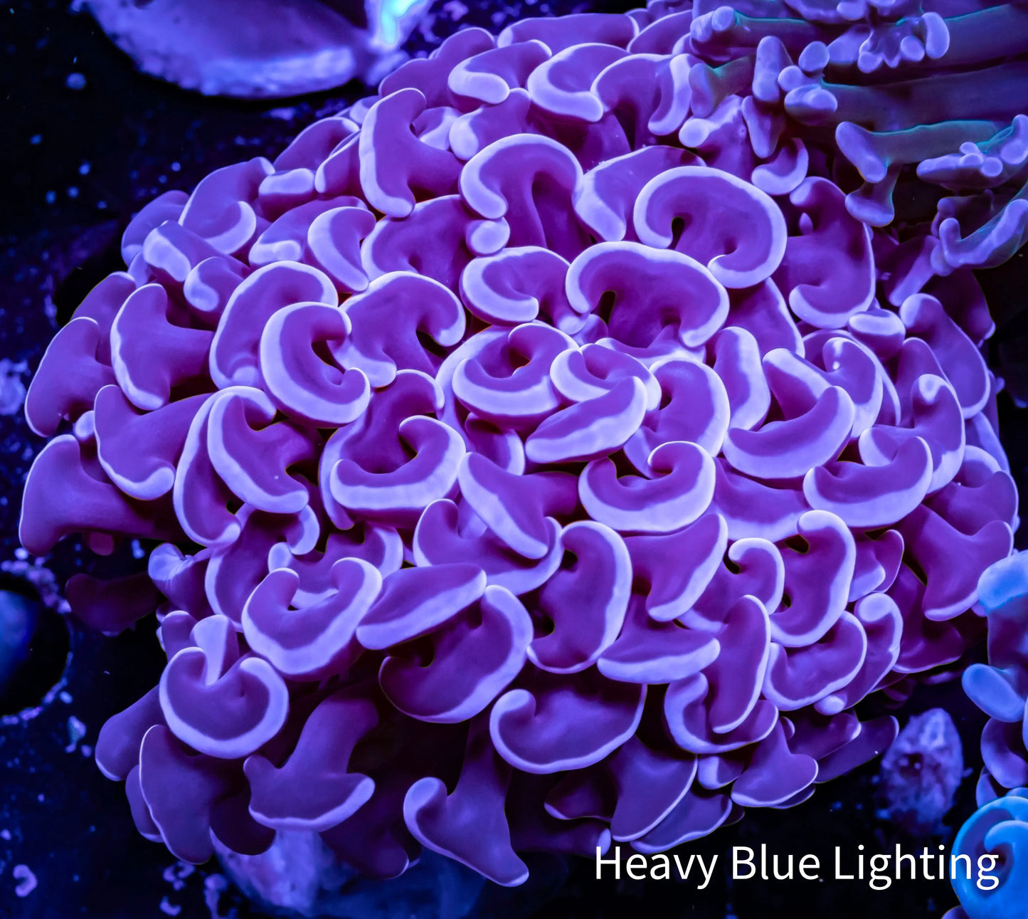 Hammer Coral - WYSIWYG 6cm Hammer Coral - WYSIWYG 6cm Aquarium Decor Hammer Coral - WYSIWYG 6cm Zeo Box Reef