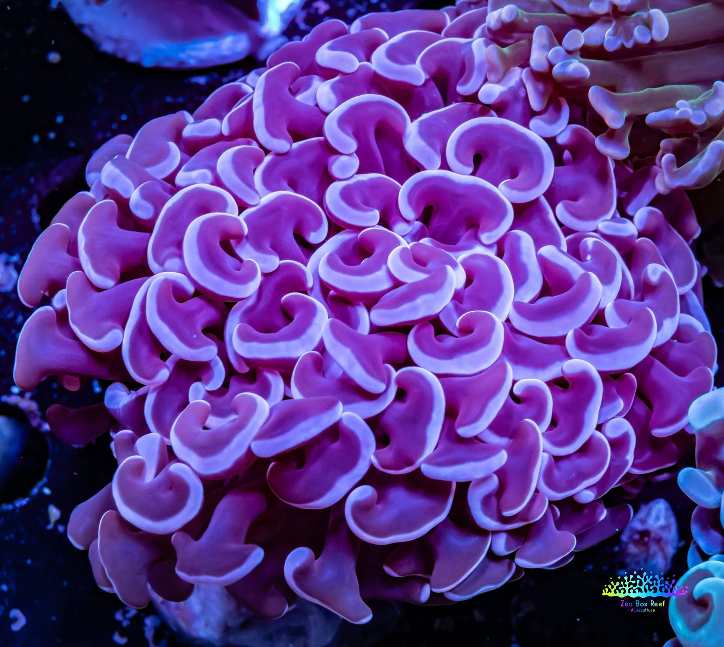 Hammer Coral - WYSIWYG 6cm Hammer Coral - WYSIWYG 6cm Aquarium Decor Hammer Coral - WYSIWYG 6cm Zeo Box Reef