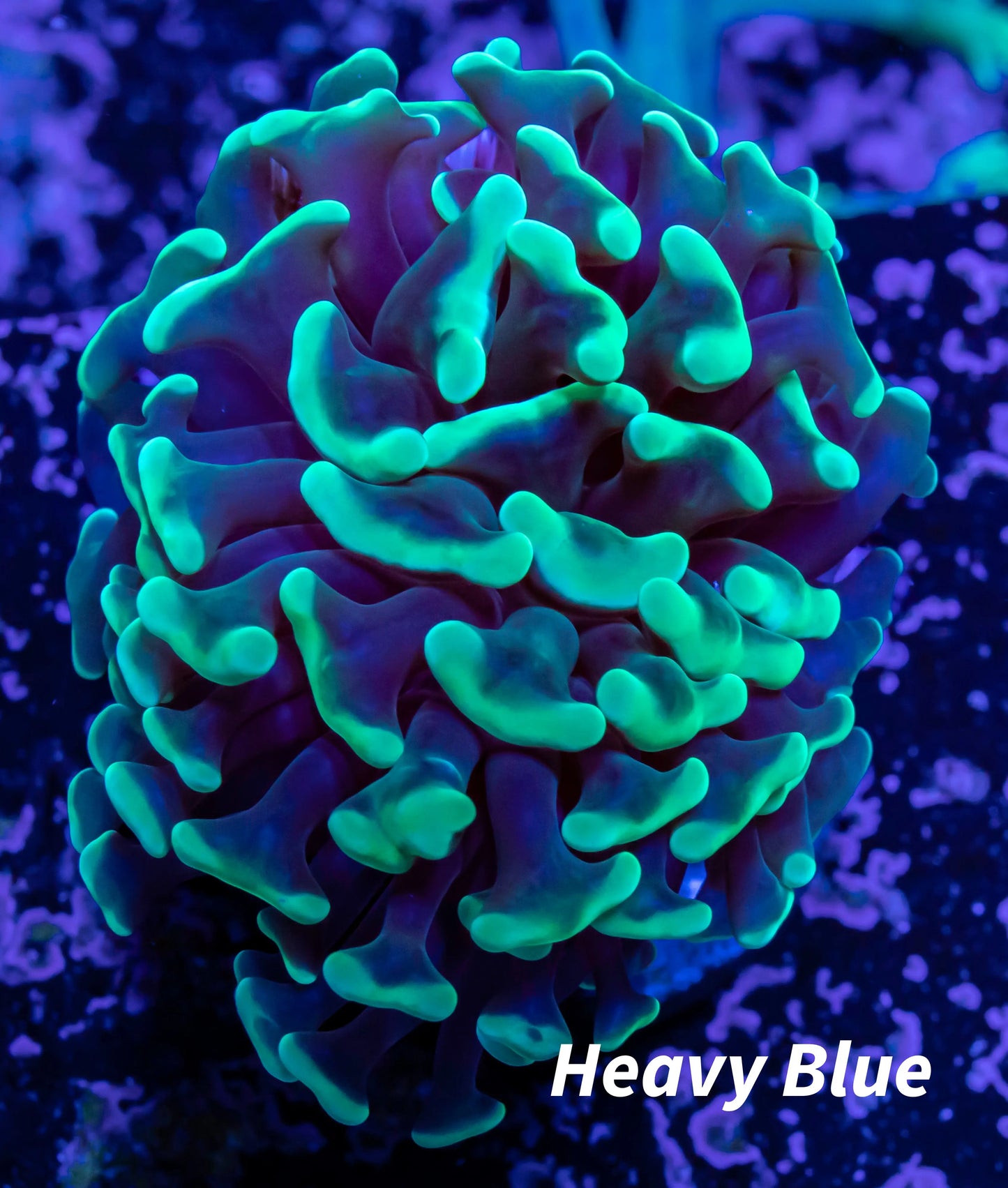 Hammer Coral - Green Tip WYSIWYG 4cm Hammer Coral - Green Tip WYSIWYG 4cm Aquarium Decor Hammer Coral - Green Tip WYSIWYG 4cm Zeo Box Reef
