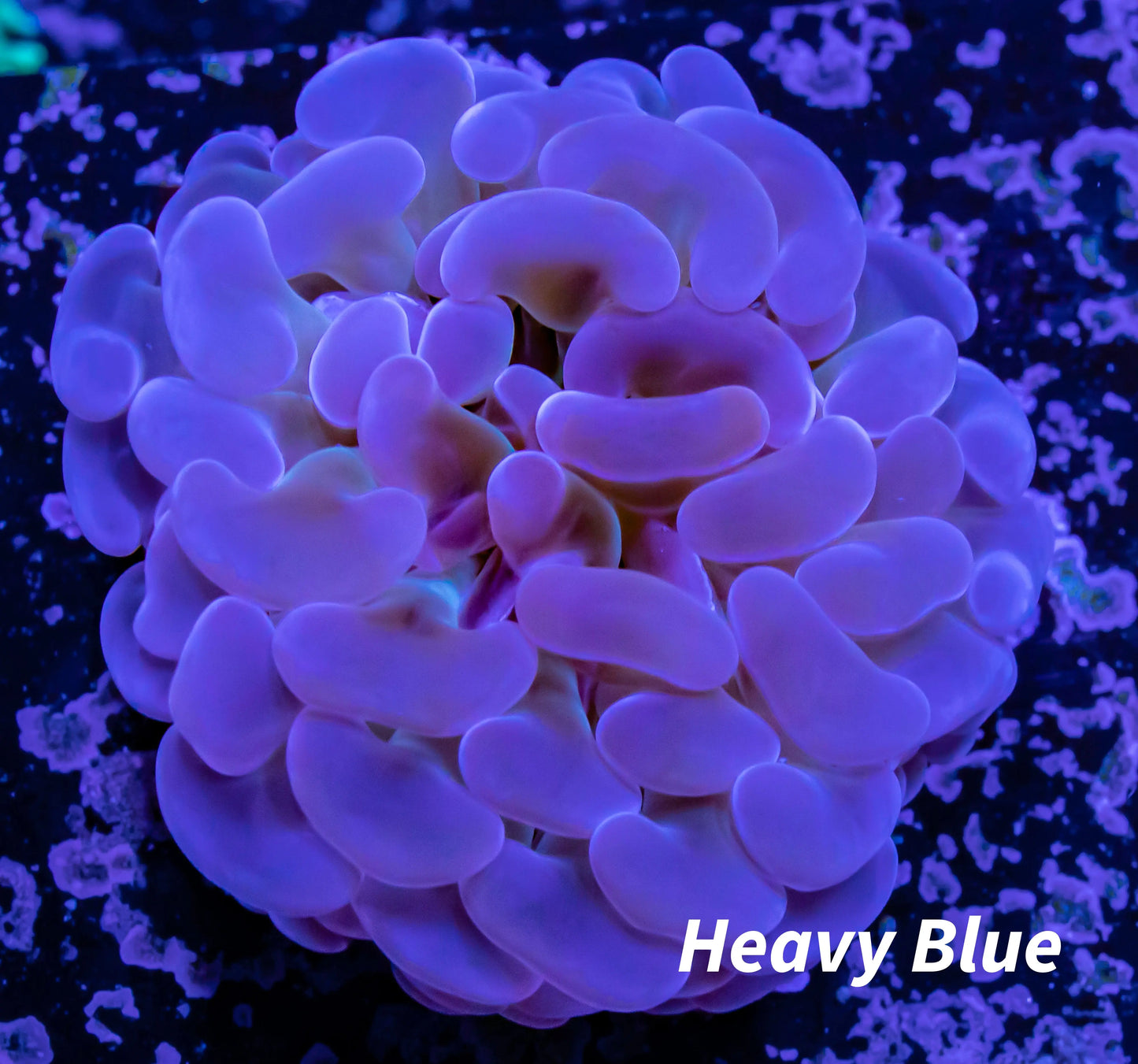 Hammer Coral - Jelly Bean Tip WYSIWYG 4cm Hammer Coral - Jelly Bean Tip WYSIWYG 4cm Aquarium Decor Hammer Coral - Jelly Bean Tip WYSIWYG 4cm Zeo Box Reef
