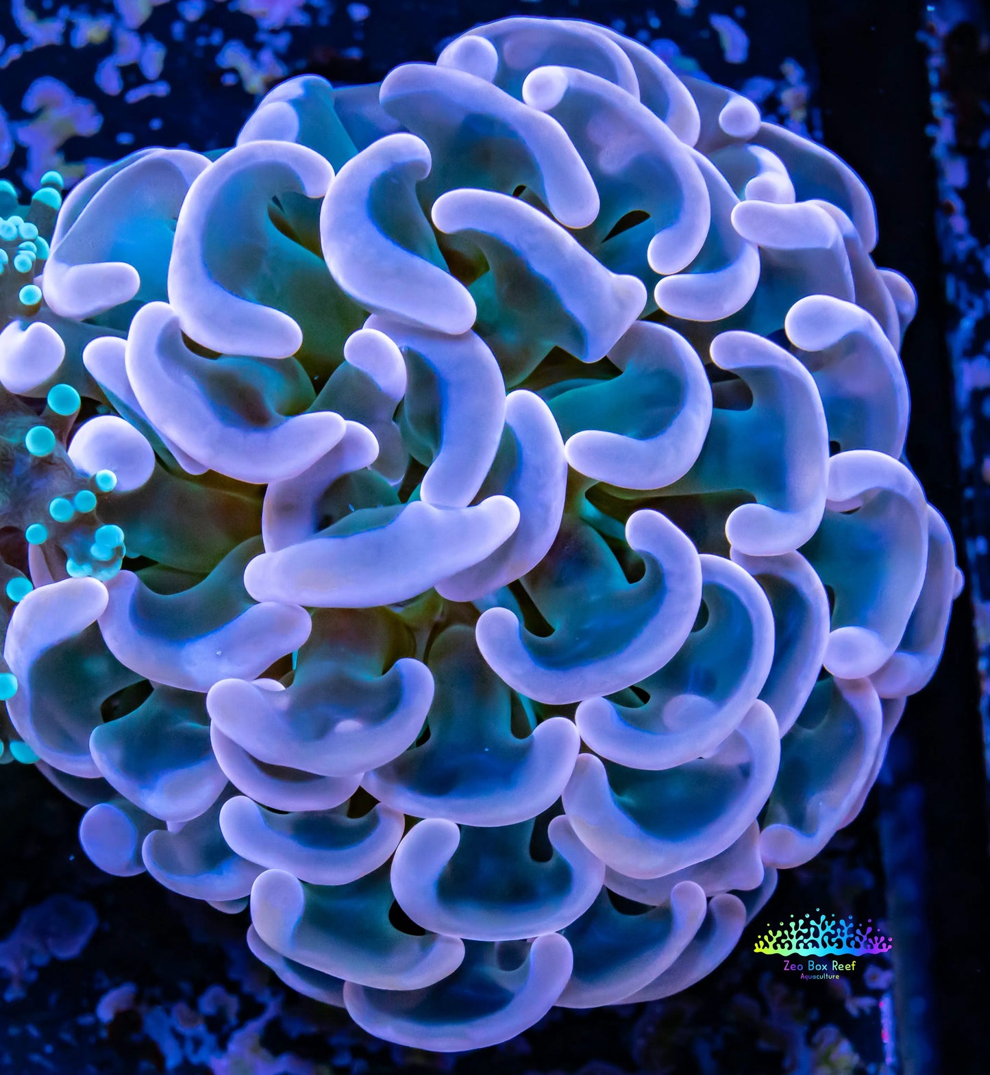 Hammer Coral - Pearl Tip WYSIWYG 4cm Hammer Coral - Pearl Tip WYSIWYG 4cm Aquarium Decor Hammer Coral - Pearl Tip WYSIWYG 4cm Zeo Box Reef