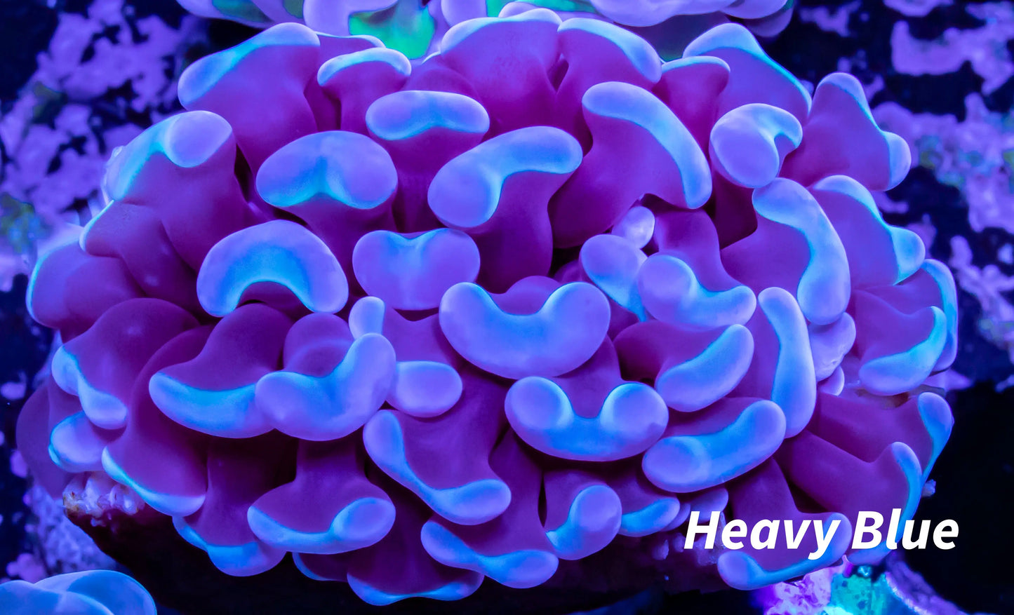 Hammer Coral - Toxic Green Tip WYSIWYG 4cm Hammer Coral - Toxic Green Tip WYSIWYG 4cm Aquarium Decor Hammer Coral - Toxic Green Tip WYSIWYG 4cm Zeo Box Reef