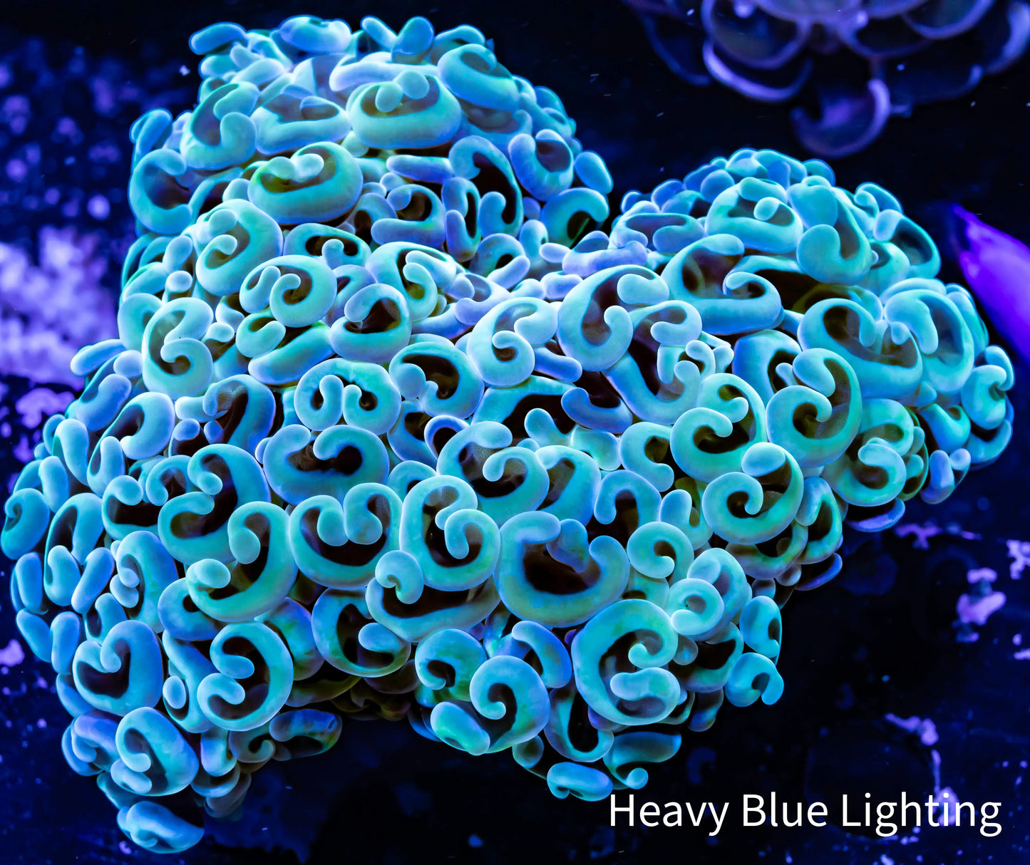 Hammer Coral - Ultra WYSIWYG 10cm Hammer Coral - Ultra WYSIWYG 10cm Aquarium Decor Hammer Coral - Ultra WYSIWYG 10cm Zeo Box Reef