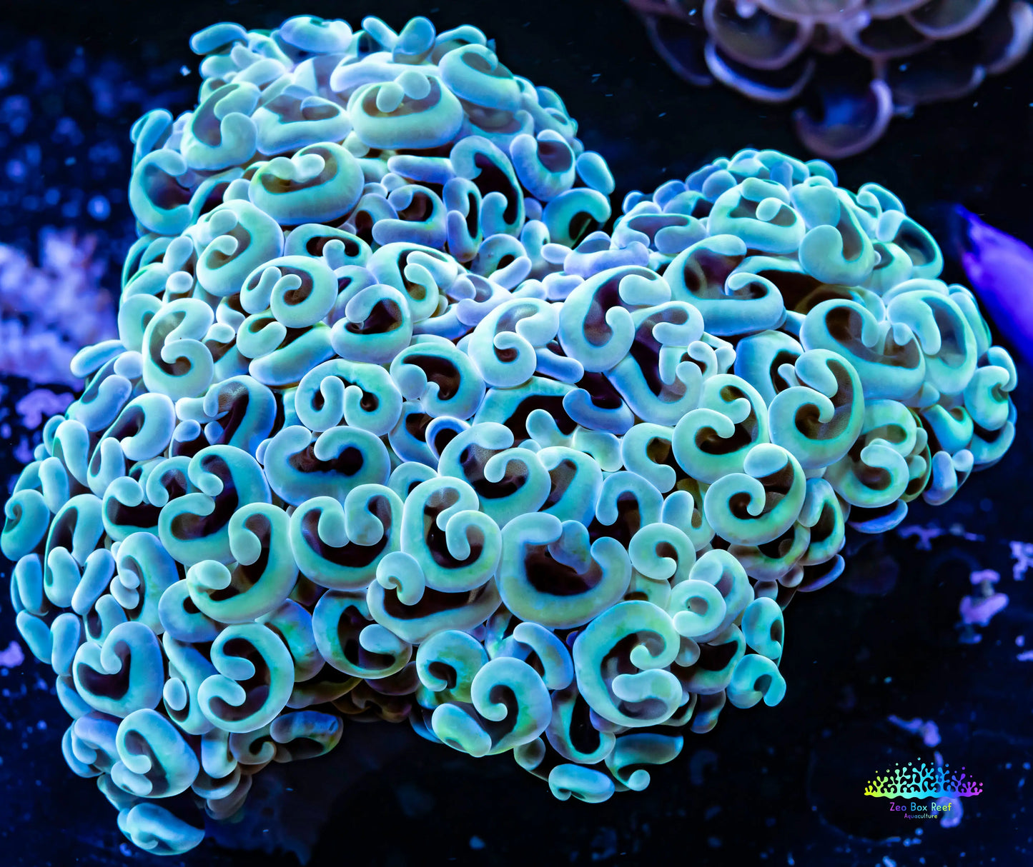 Hammer Coral - Ultra WYSIWYG 10cm Hammer Coral - Ultra WYSIWYG 10cm Aquarium Decor Hammer Coral - Ultra WYSIWYG 10cm Zeo Box Reef