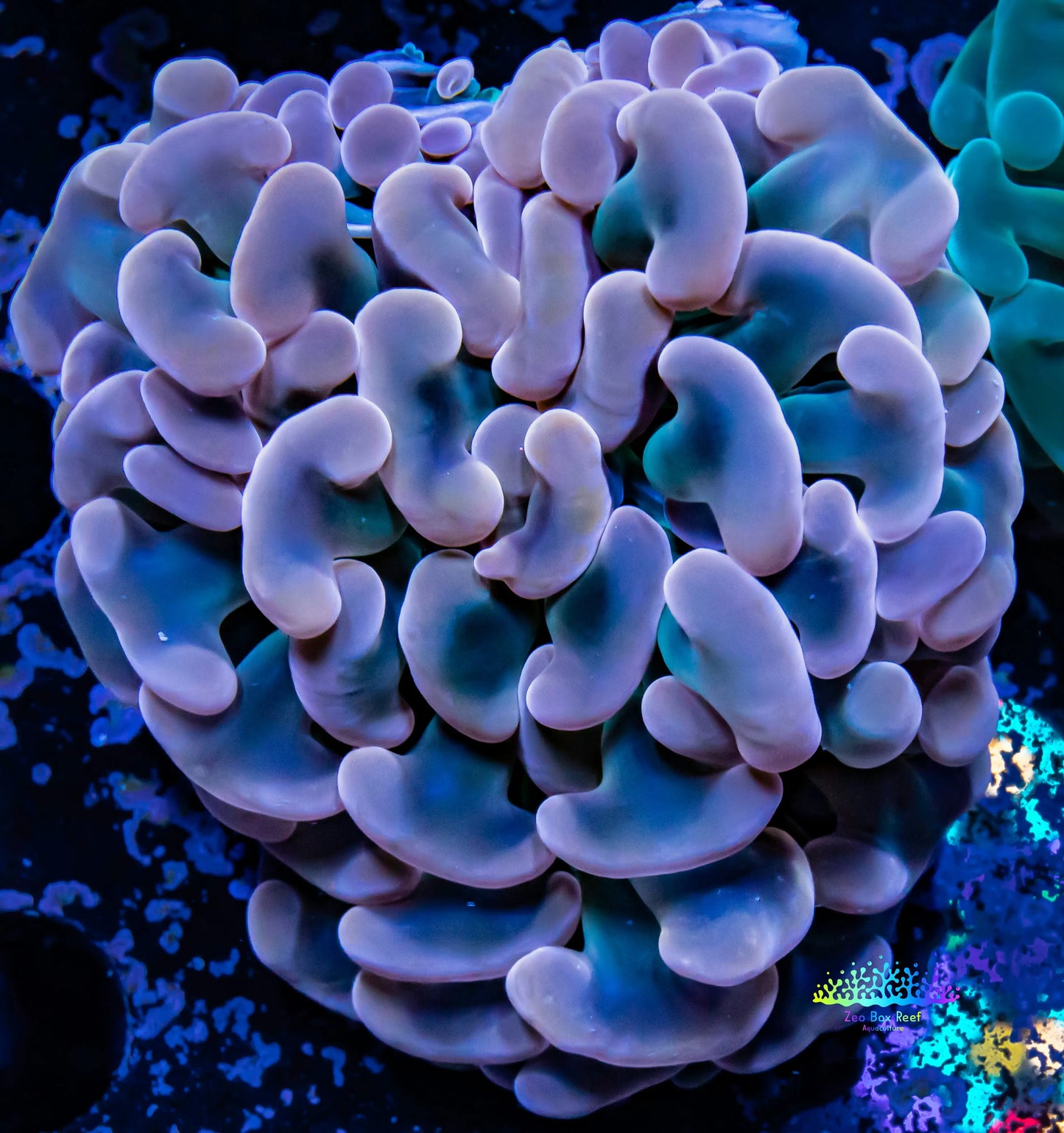 Hammer Coral - Ultra Bronze Jelly Bean Tip WYSIWYG 6cm Hammer Coral - Ultra Bronze Jelly Bean Tip WYSIWYG 6cm Aquarium Decor Hammer Coral - Ultra Bronze Jelly Bean Tip WYSIWYG 6cm Zeo Box Reef