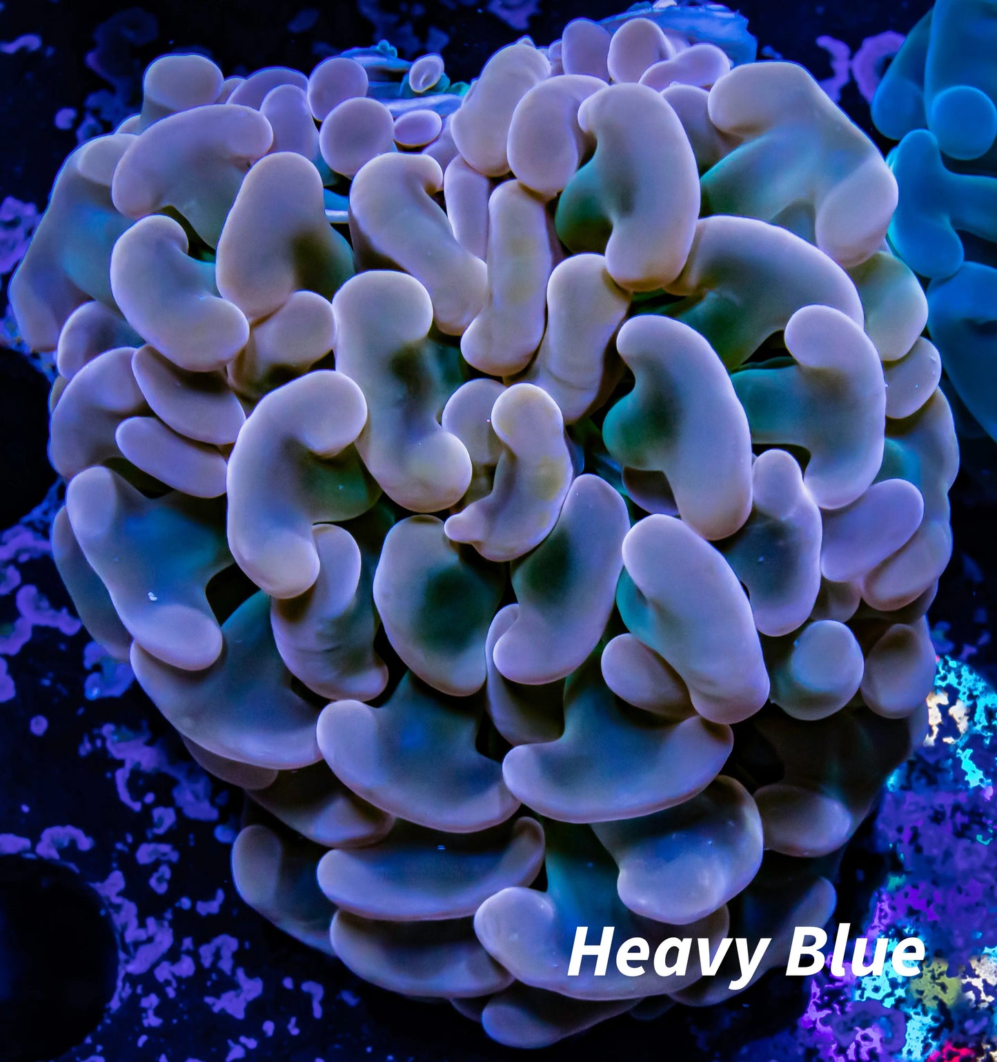 Hammer Coral - Ultra Bronze Jelly Bean Tip WYSIWYG 6cm Hammer Coral - Ultra Bronze Jelly Bean Tip WYSIWYG 6cm Aquarium Decor Hammer Coral - Ultra Bronze Jelly Bean Tip WYSIWYG 6cm Zeo Box Reef