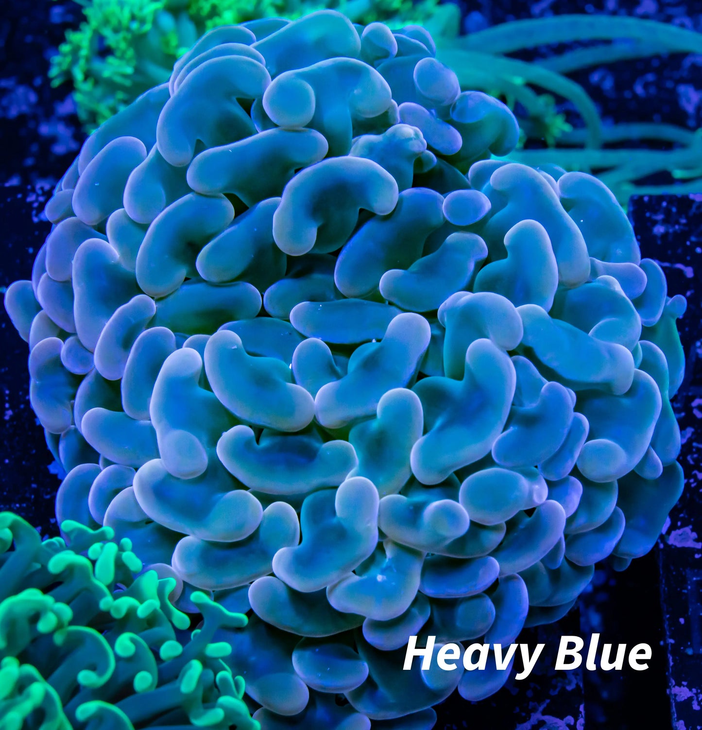 Hammer Coral - Ultra Bronze Jelly Bean Tip WYSIWYG 6cm Hammer Coral - Ultra Bronze Jelly Bean Tip WYSIWYG 6cm Aquarium Decor Hammer Coral - Ultra Bronze Jelly Bean Tip WYSIWYG 6cm Zeo Box Reef