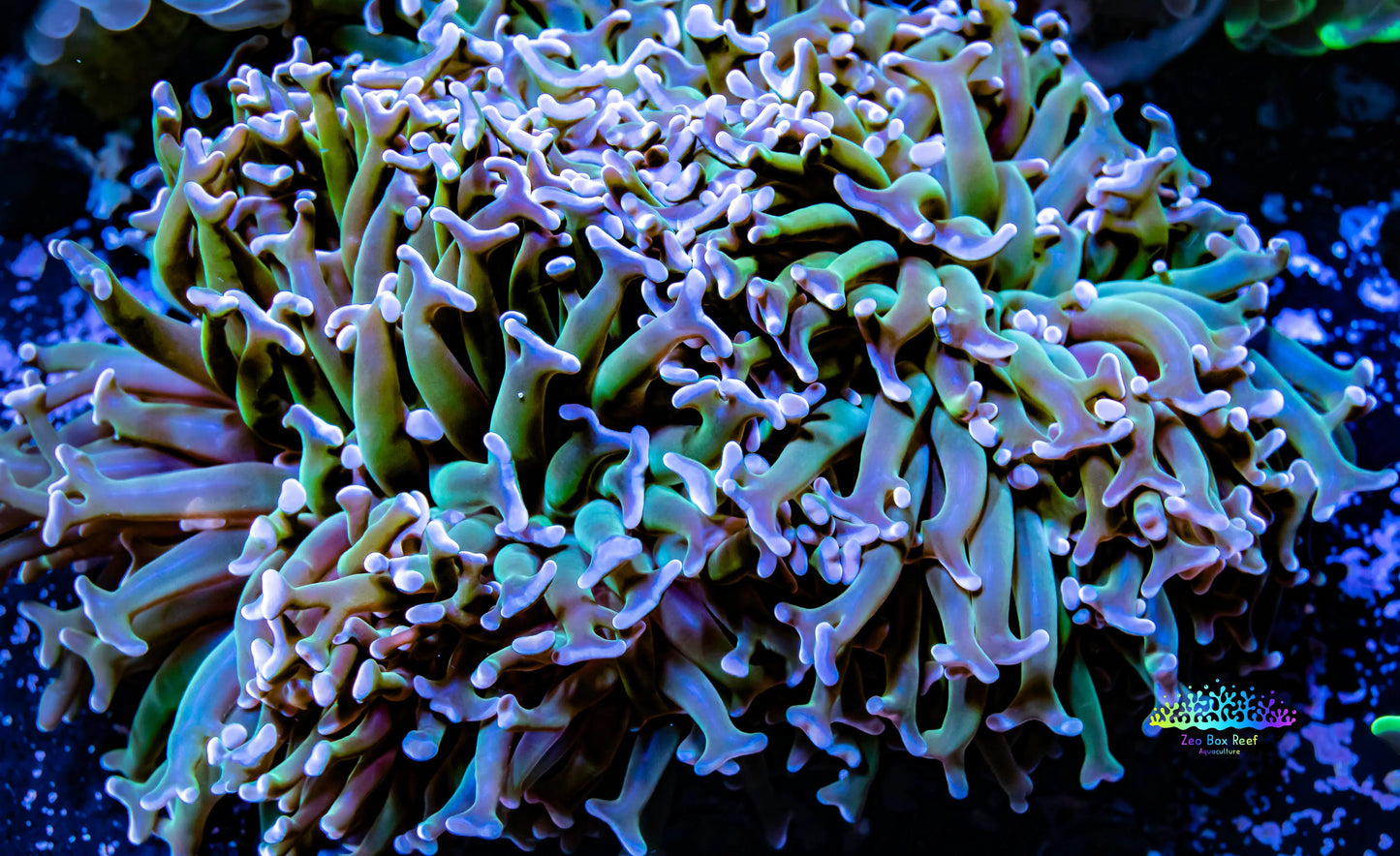 Hammer Coral - Ultra Pink / Orange Tip Green Stem Hammer WYSIWYG 10cm Hammer Coral - Ultra Pink / Orange Tip Green Stem Hammer WYSIWYG 10cm Aquarium Decor Hammer Coral - Ultra Pink / Orange Tip Green Stem Hammer WYSIWYG 10cm Zeo Box Reef