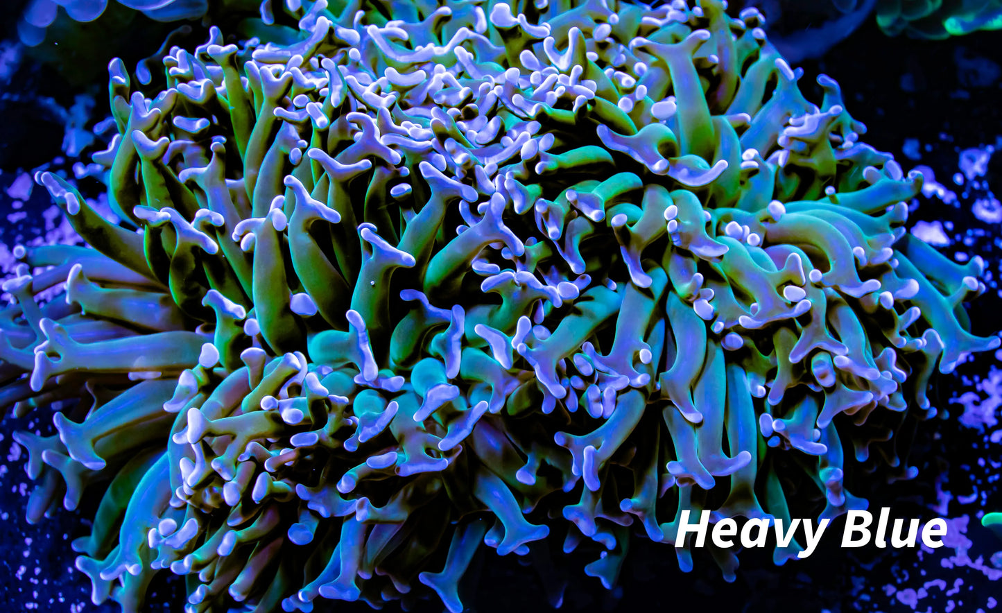 Hammer Coral - Ultra Pink / Orange Tip Green Stem Hammer WYSIWYG 10cm Hammer Coral - Ultra Pink / Orange Tip Green Stem Hammer WYSIWYG 10cm Aquarium Decor Hammer Coral - Ultra Pink / Orange Tip Green Stem Hammer WYSIWYG 10cm Zeo Box Reef