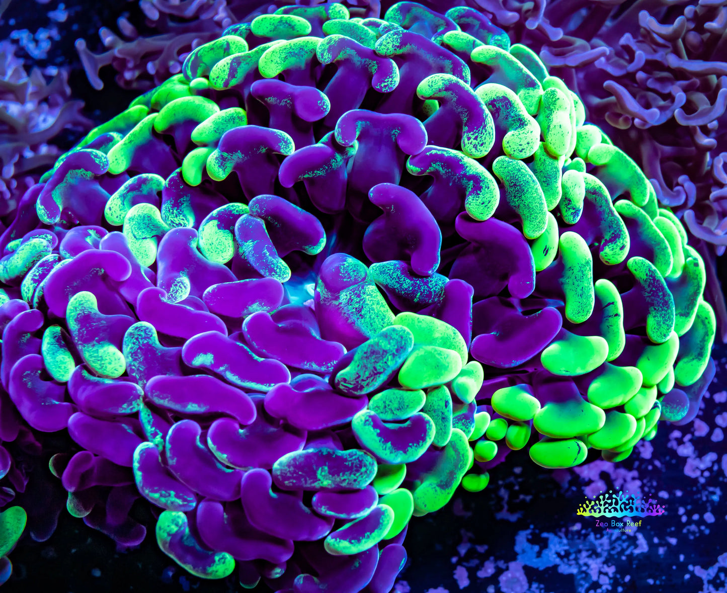 Hammer Coral - Ultra Toxic Green Mottled Hammer WYSIWYG 8cm Hammer Coral - Ultra Toxic Green Mottled Hammer WYSIWYG 8cm Aquarium Decor Hammer Coral - Ultra Toxic Green Mottled Hammer WYSIWYG 8cm Zeo Box Reef