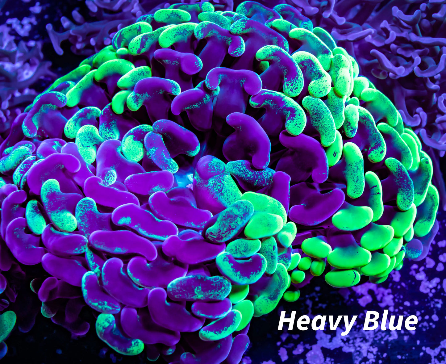 Hammer Coral - Ultra Toxic Green Mottled Hammer WYSIWYG 8cm Hammer Coral - Ultra Toxic Green Mottled Hammer WYSIWYG 8cm Aquarium Decor Hammer Coral - Ultra Toxic Green Mottled Hammer WYSIWYG 8cm Zeo Box Reef
