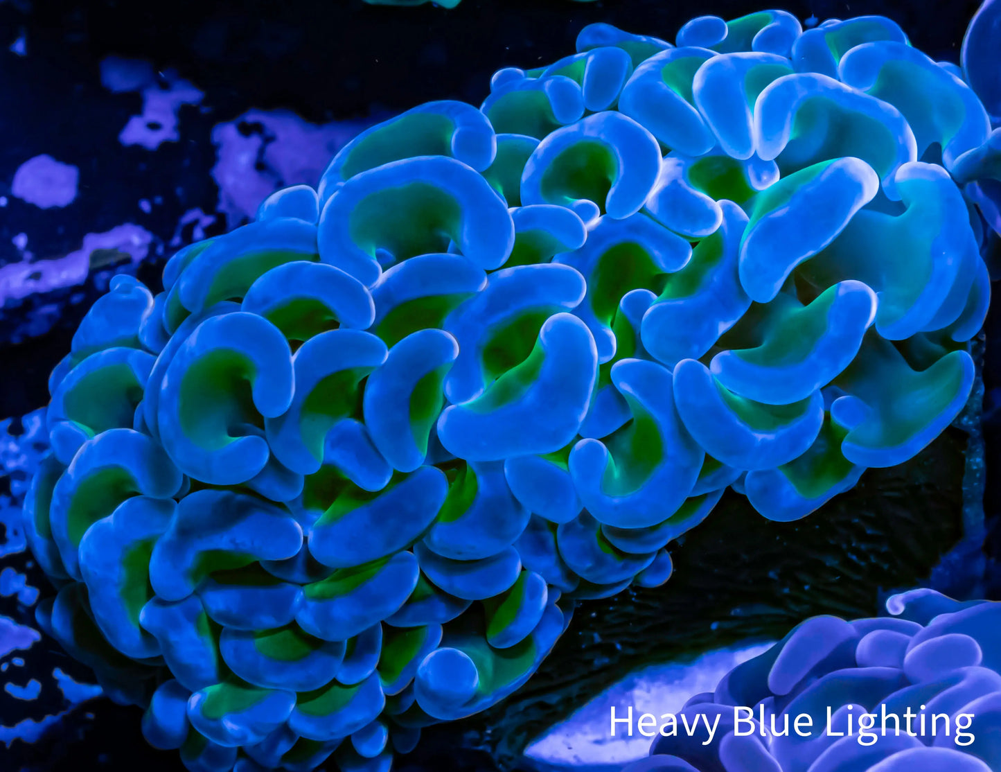 Hammer Coral Purple Tip Green Stem WYSIWYG 6cm Hammer Coral Purple Tip Green Stem WYSIWYG 6cm Aquarium Decor Hammer Coral Purple Tip Green Stem WYSIWYG 6cm Zeo Box Reef