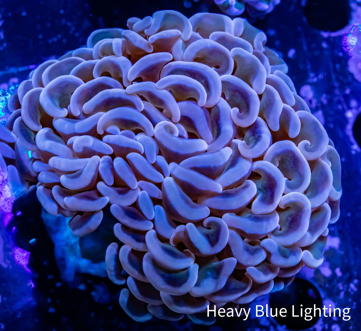 Hammer Coral WYSIWYG 5cm Hammer Coral WYSIWYG 5cm Aquarium Decor Hammer Coral WYSIWYG 5cm Zeo Box Reef