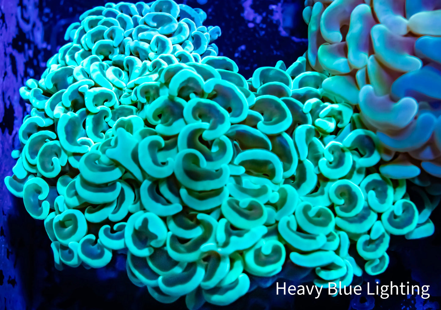 Hammer Coral Lime Green Tip WYSIWYG 6cm Hammer Coral Lime Green Tip WYSIWYG 6cm Aquarium Decor Hammer Coral Lime Green Tip WYSIWYG 6cm Zeo Box Reef
