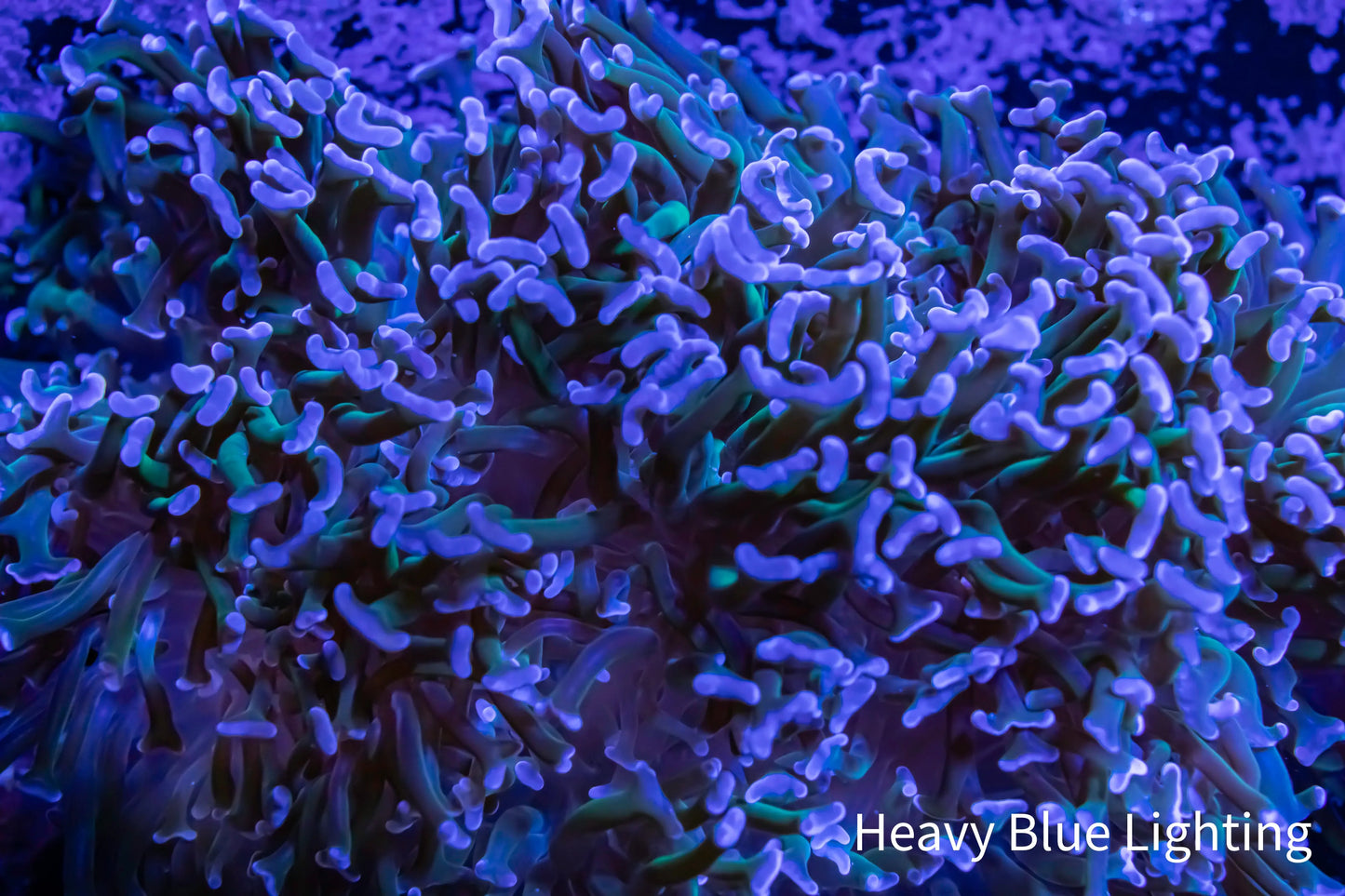 Hammer Coral Purple Tip Green Stem WYSIWYG 13cm Hammer Coral Purple Tip Green Stem WYSIWYG 13cm Aquarium Decor Hammer Coral Purple Tip Green Stem WYSIWYG 13cm Zeo Box Reef