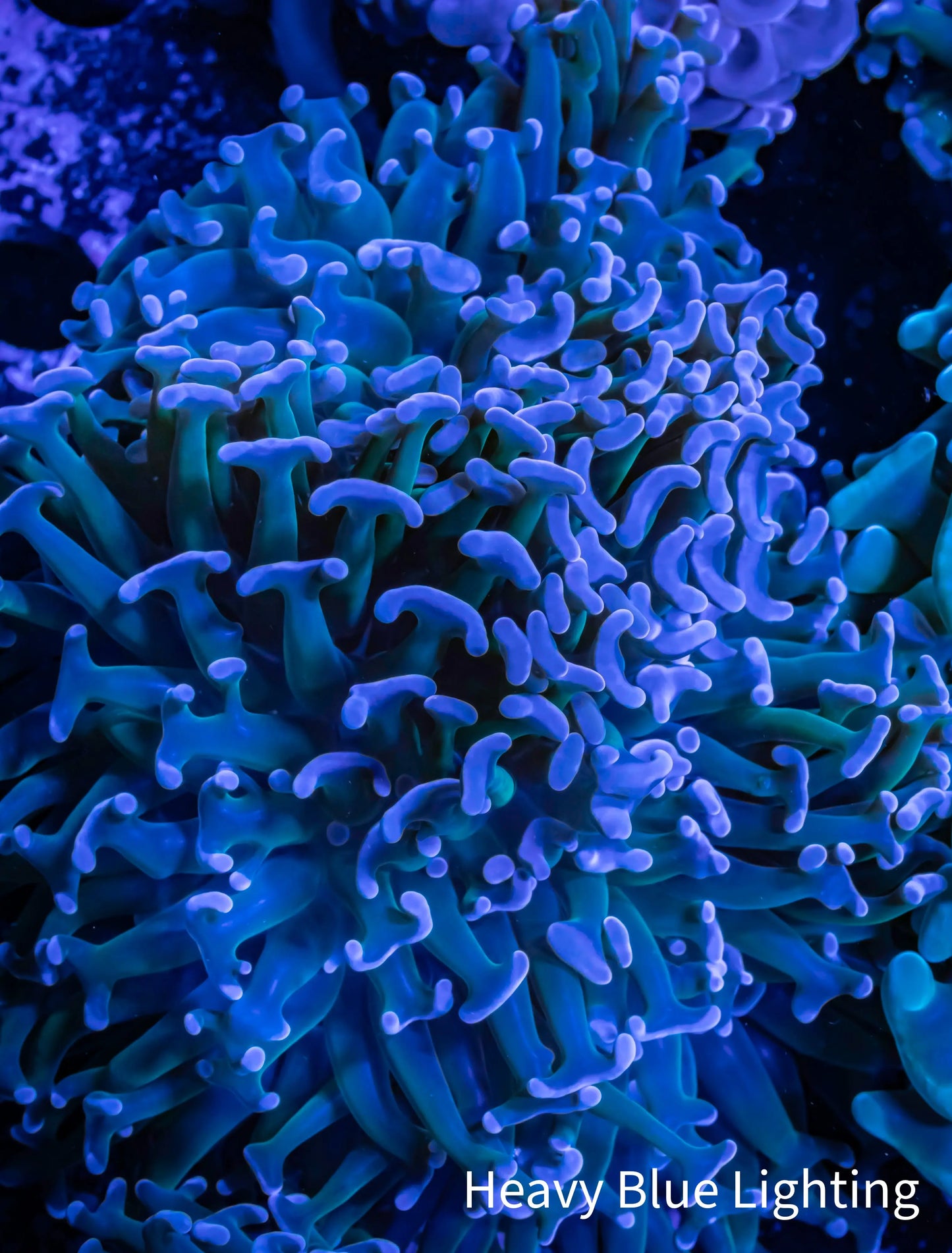 Hammer Coral Purple Tip Green Stem WYSIWYG 6cm Hammer Coral Purple Tip Green Stem WYSIWYG 6cm Aquarium Decor Hammer Coral Purple Tip Green Stem WYSIWYG 6cm Zeo Box Reef