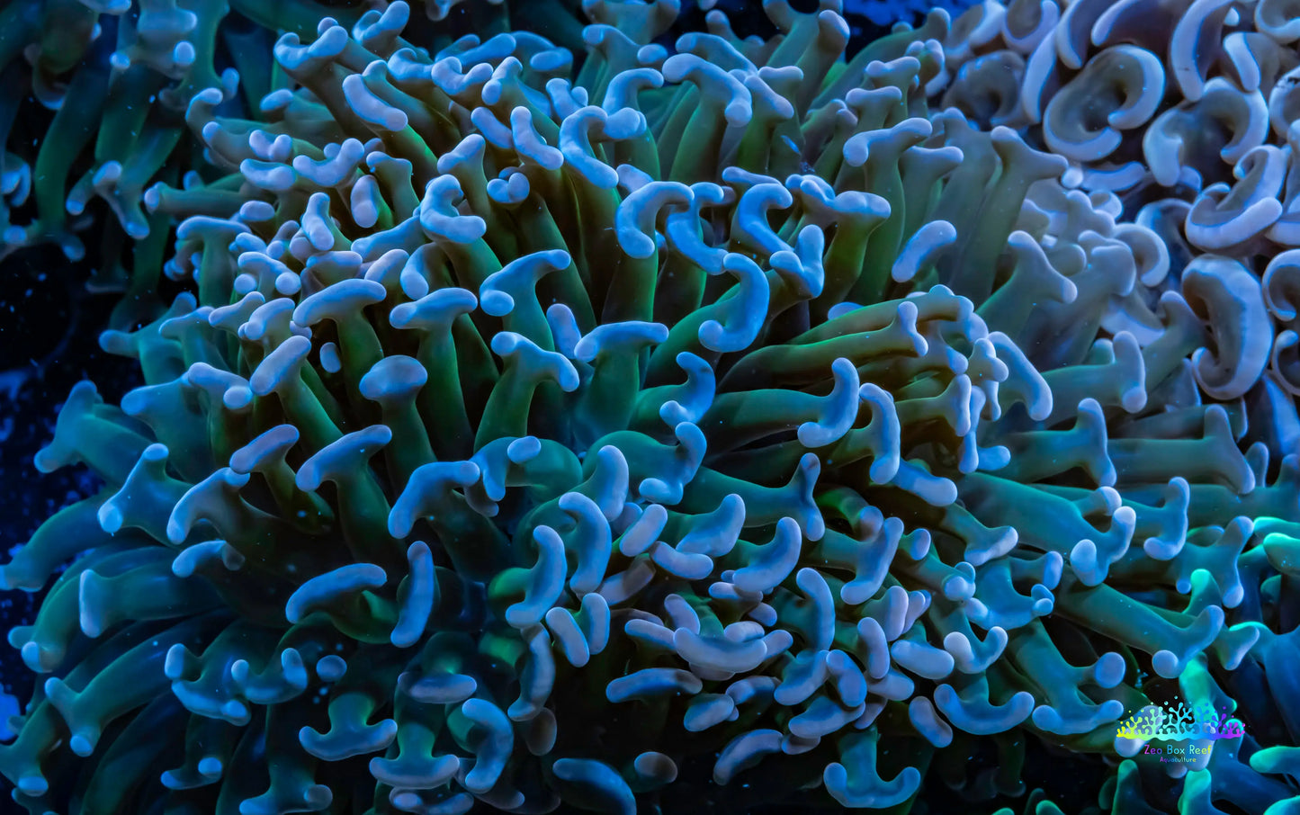 Hammer Coral Purple Tip Green Stem WYSIWYG 6cm Hammer Coral Purple Tip Green Stem WYSIWYG 6cm Aquarium Decor Hammer Coral Purple Tip Green Stem WYSIWYG 6cm Zeo Box Reef