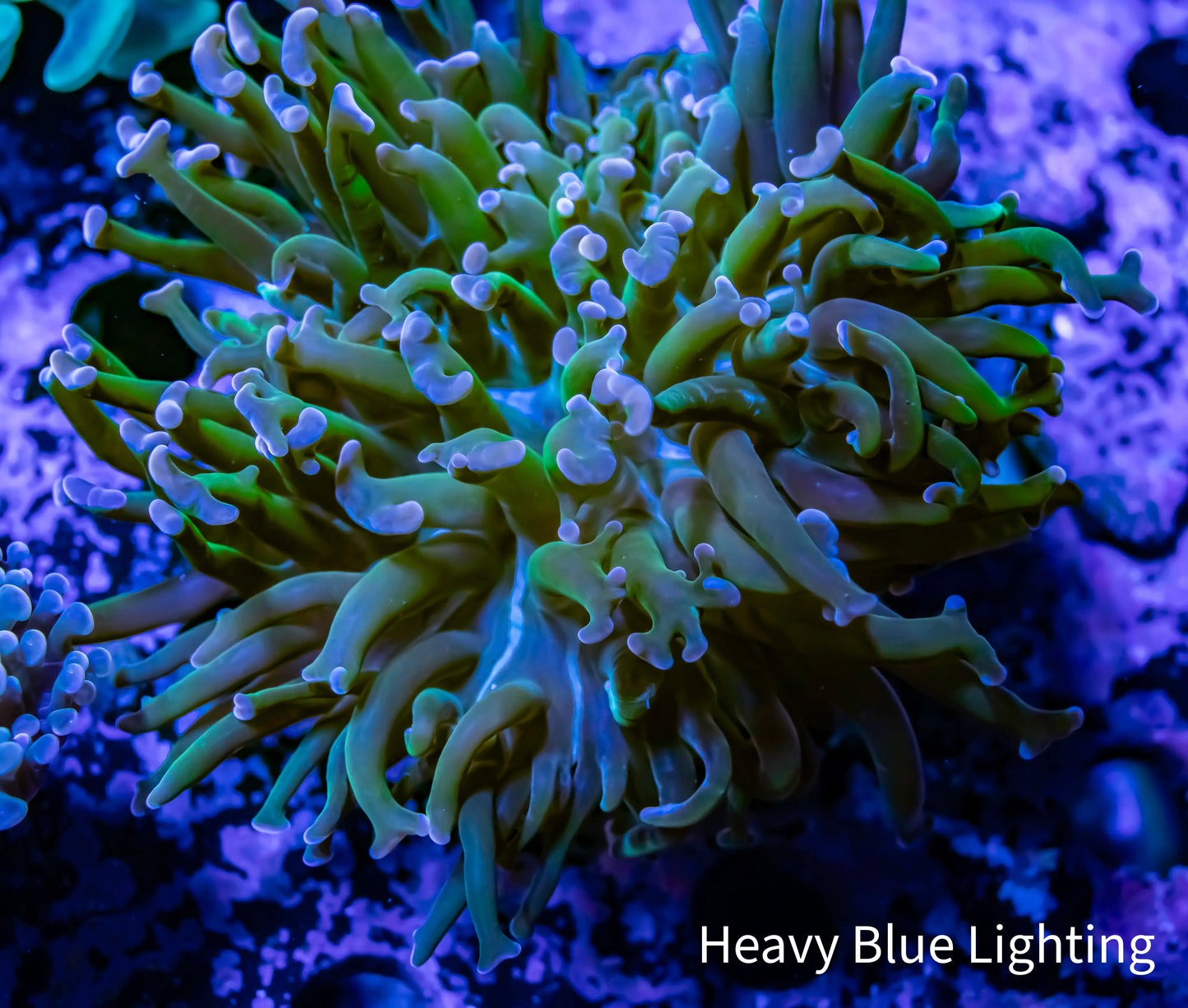 Hammer Coral Purple Tip Green Stem WYSIWYG 6cm Hammer Coral Purple Tip Green Stem WYSIWYG 6cm Aquarium Decor Hammer Coral Purple Tip Green Stem WYSIWYG 6cm Zeo Box Reef