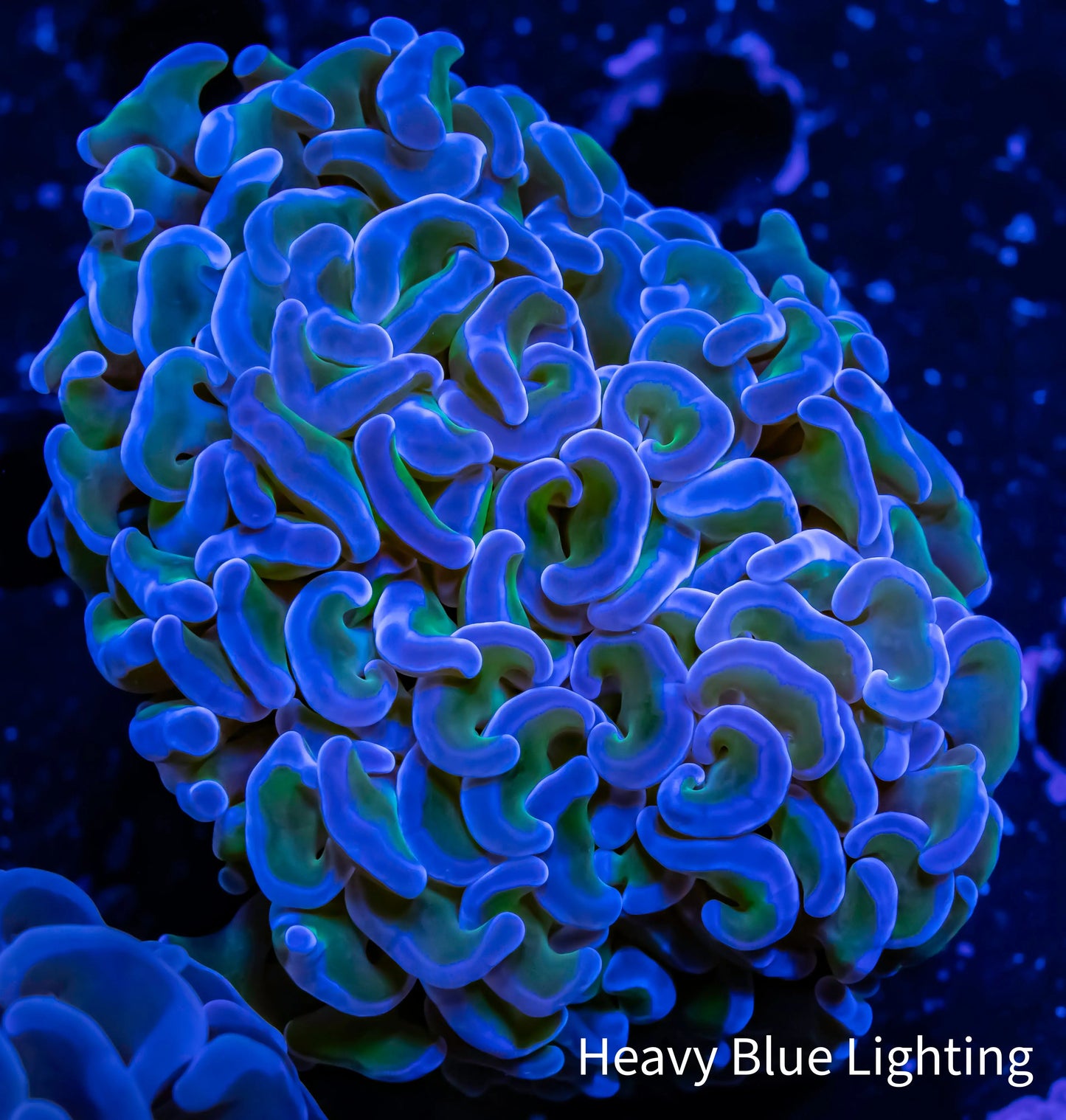 Hammer Coral Reverse WYSIWYG 5cm Hammer Coral Reverse WYSIWYG 5cm Aquarium Decor Hammer Coral Reverse WYSIWYG 5cm Zeo Box Reef