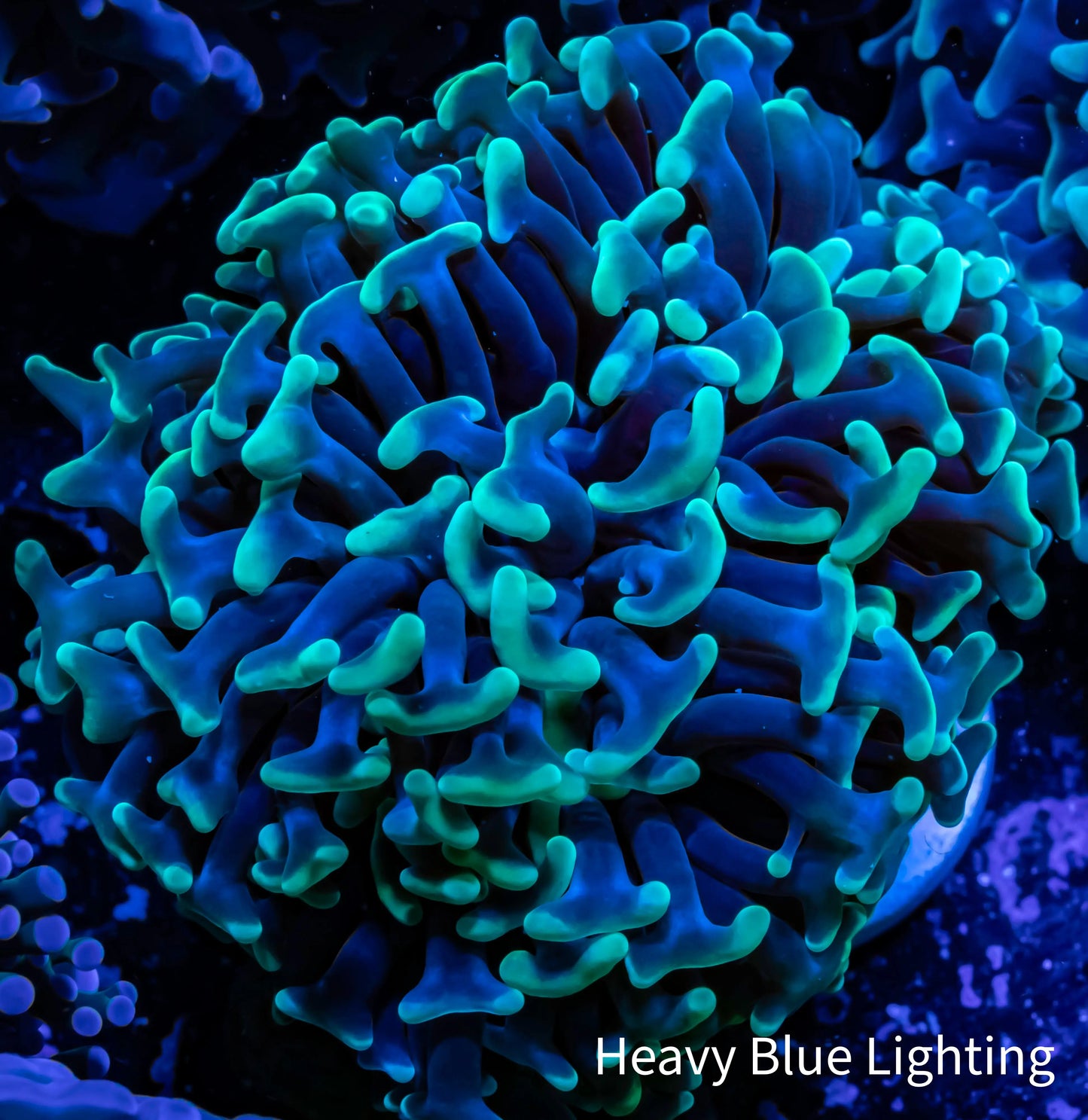 Hammer Coral Toxic Green Tip WYSIWYG 6cm Hammer Coral Toxic Green Tip WYSIWYG 6cm Aquarium Decor Hammer Coral Toxic Green Tip WYSIWYG 6cm Zeo Box Reef