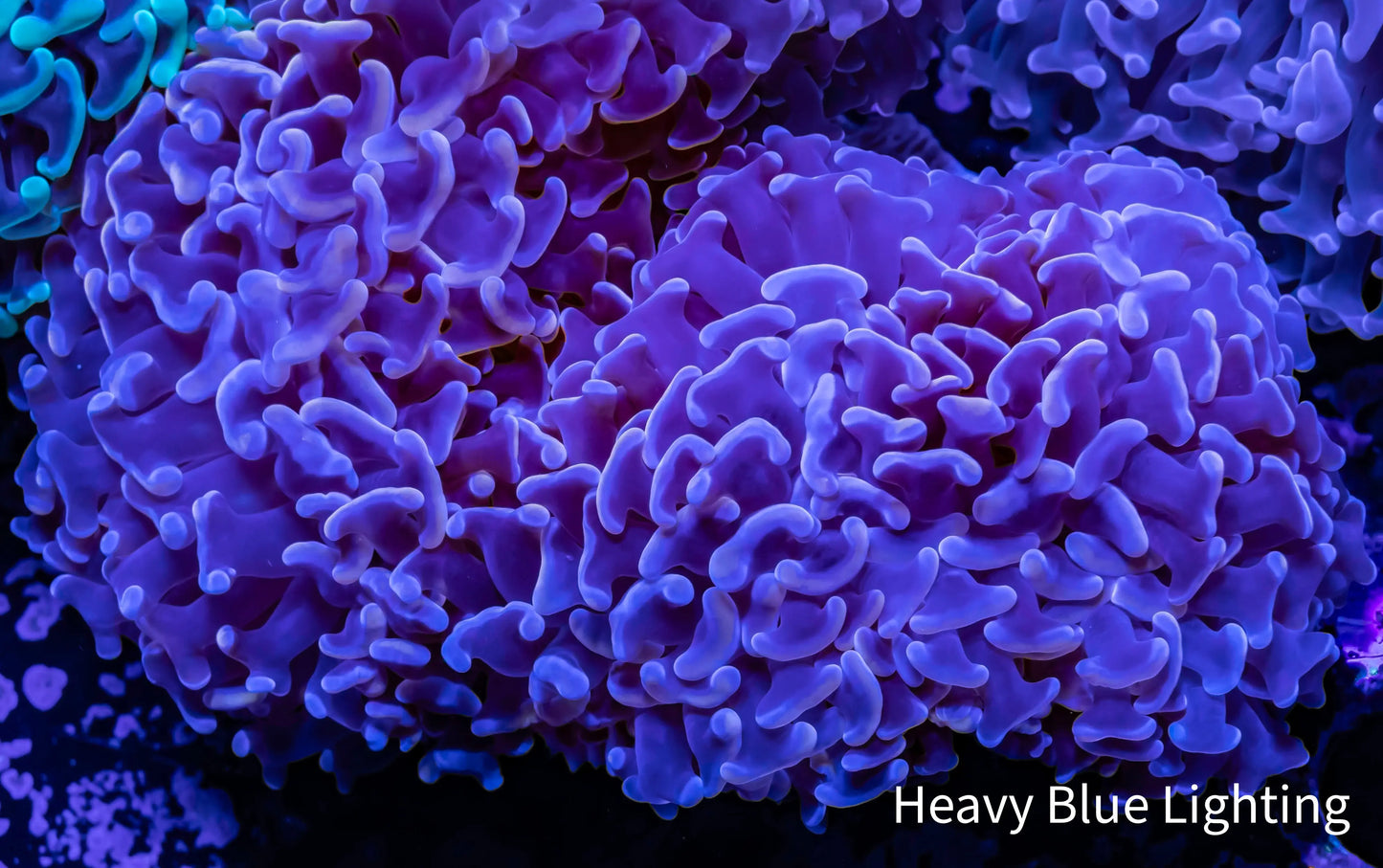 Hammer Coral WYSIWYG 8cm Hammer Coral WYSIWYG 8cm Aquarium Decor Hammer Coral WYSIWYG 8cm Zeo Box Reef