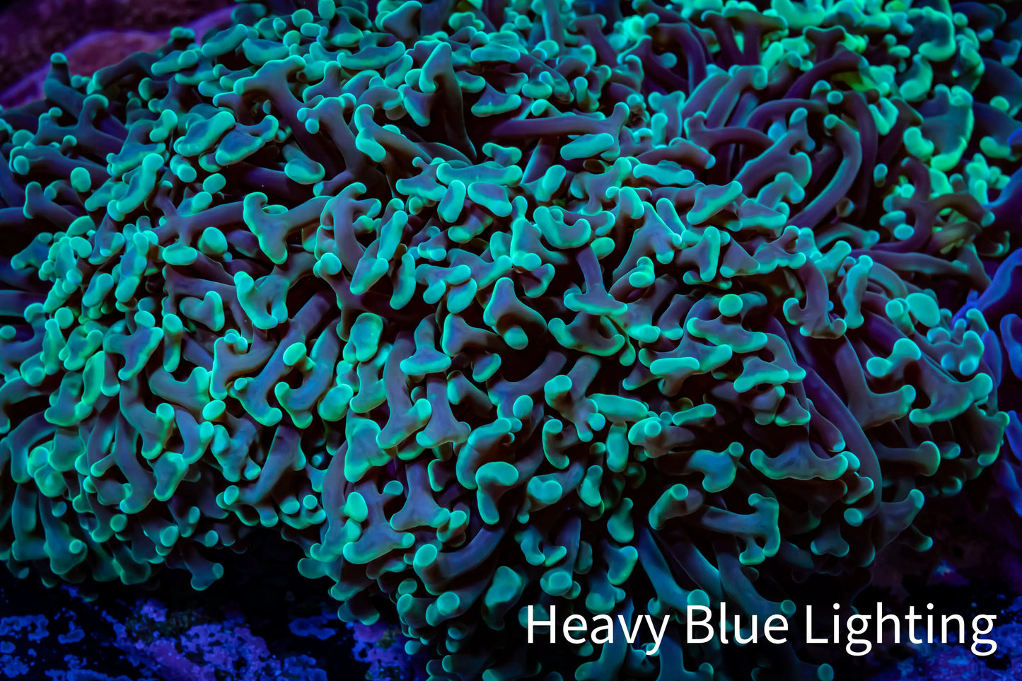 Hammer Coral - WYSIWYG 12cm A1R6B1 Hammer Coral - WYSIWYG 12cm A1R6B1 Aquarium Decor Hammer Coral - WYSIWYG 12cm A1R6B1 Zeo Box Reef