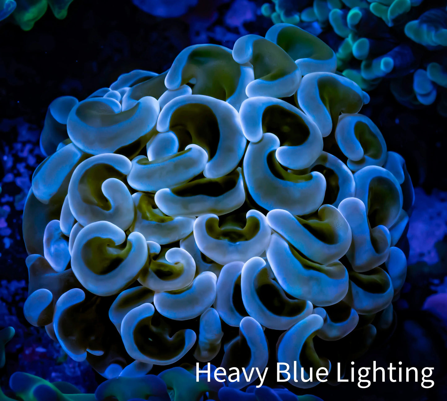 Hammer Coral - WYSIWYG 4cm B5R6B1 Hammer Coral - WYSIWYG 4cm B5R6B1 Aquarium Decor Hammer Coral - WYSIWYG 4cm B5R6B1 Zeo Box Reef