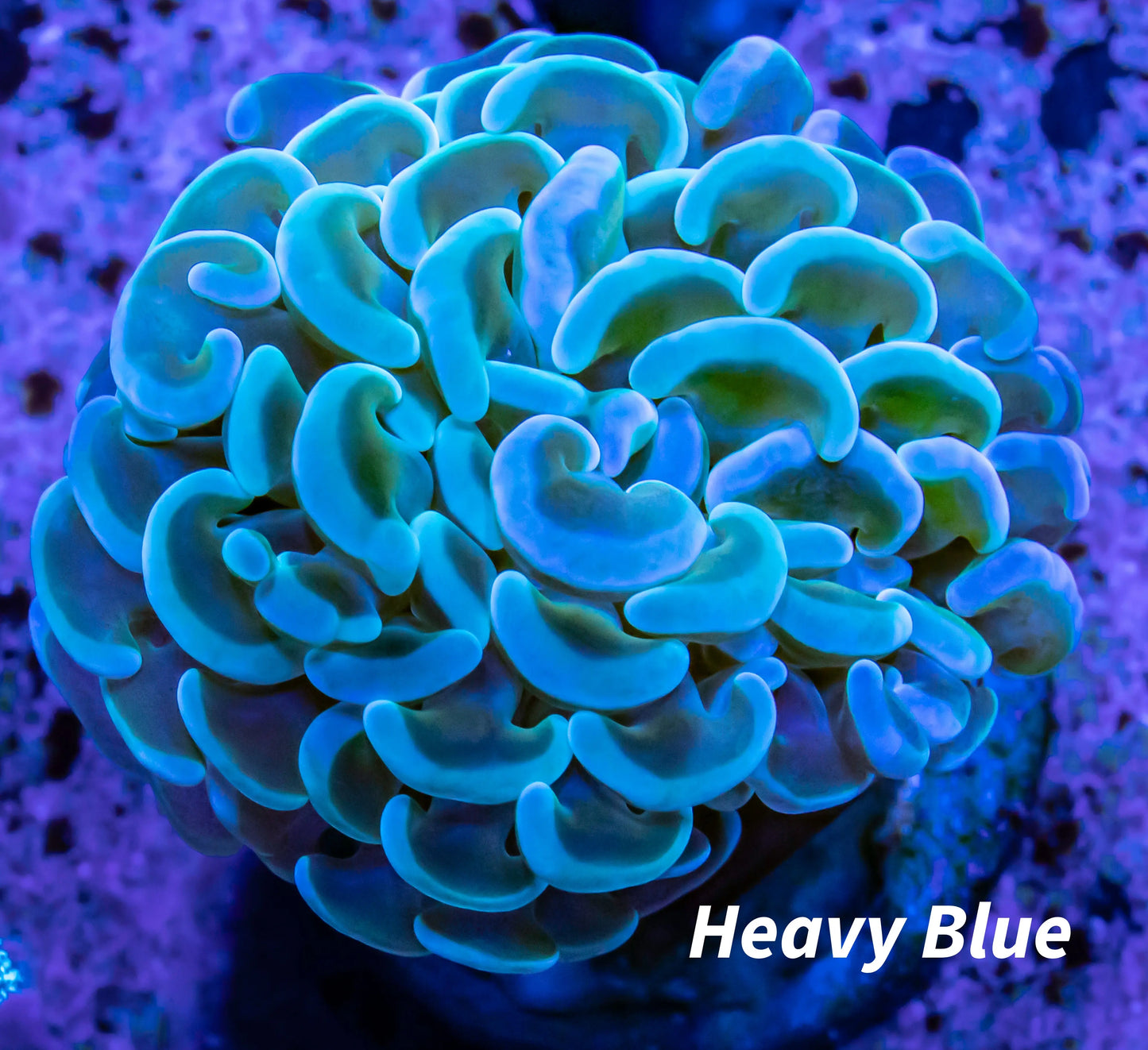 Hammer Coral WYSIWYG 4cm Hammer Coral WYSIWYG 4cm Aquarium Decor Hammer Coral WYSIWYG 4cm Zeo Box Reef