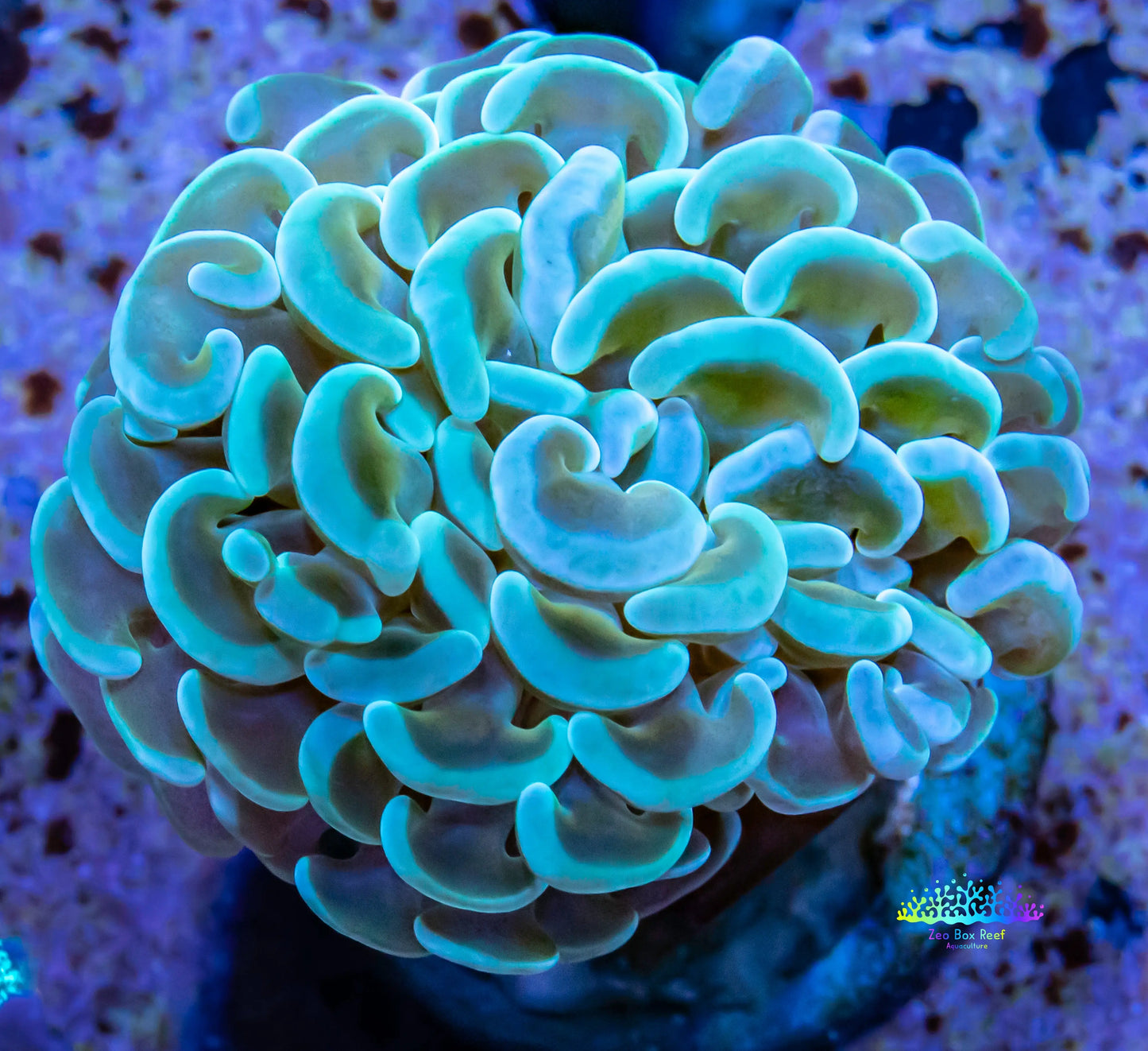 Hammer Coral WYSIWYG 4cm Hammer Coral WYSIWYG 4cm Aquarium Decor Hammer Coral WYSIWYG 4cm Zeo Box Reef