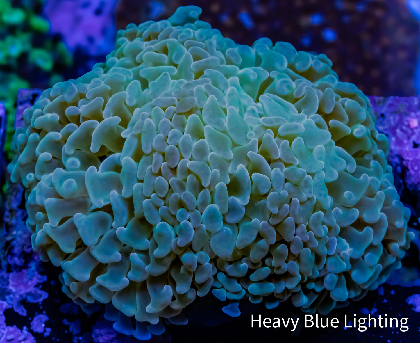 Hammer Coral WYSIWYG 5cm A1 R5B1 Hammer Coral WYSIWYG 5cm A1 R5B1 Aquarium Decor Hammer Coral WYSIWYG 5cm A1 R5B1 Zeo Box Reef