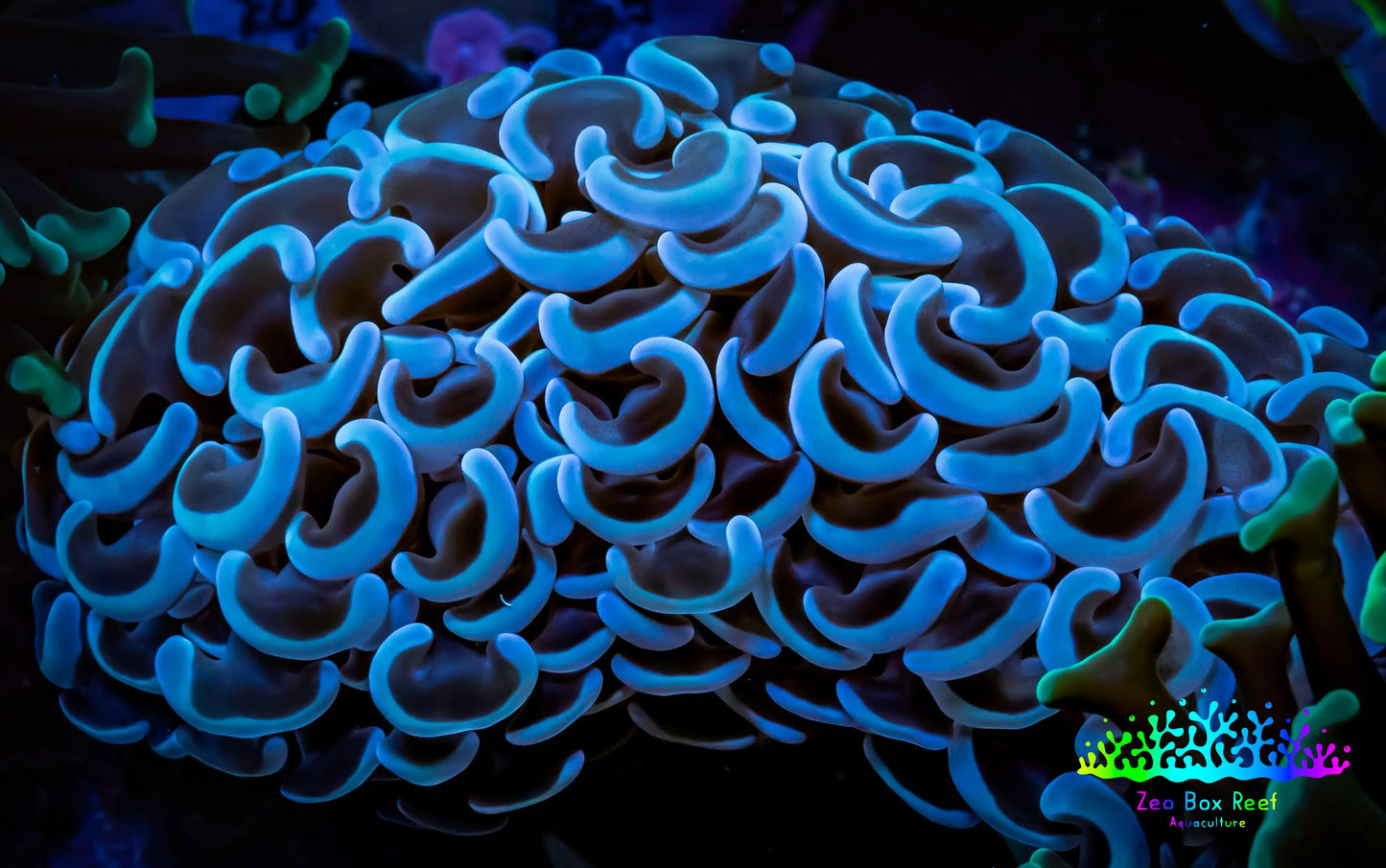 Hammer Coral - WYSIWYG 5cm B3R6B1 Hammer Coral - WYSIWYG 5cm B3R6B1 Aquarium Decor Hammer Coral - WYSIWYG 5cm B3R6B1 Zeo Box Reef
