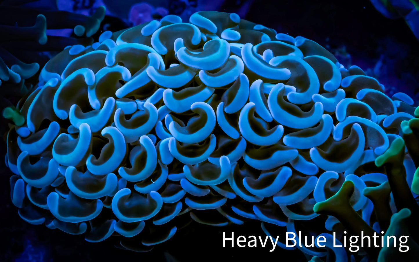 Hammer Coral - WYSIWYG 5cm B3R6B1 Hammer Coral - WYSIWYG 5cm B3R6B1 Aquarium Decor Hammer Coral - WYSIWYG 5cm B3R6B1 Zeo Box Reef