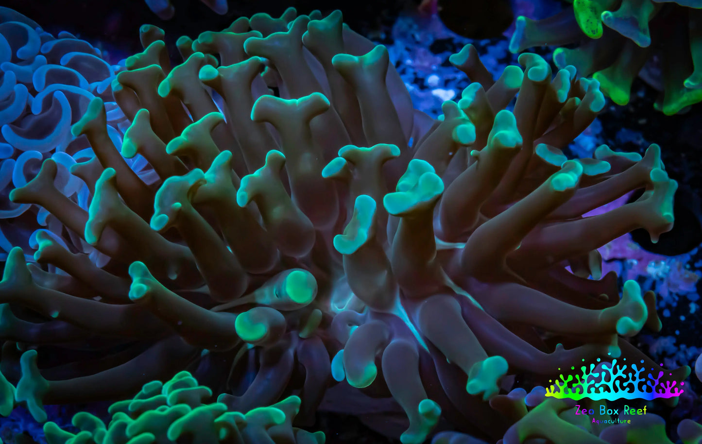 Hammer Coral - WYSIWYG 5cm B4R6B1 Hammer Coral - WYSIWYG 5cm B4R6B1 Aquarium Decor Hammer Coral - WYSIWYG 5cm B4R6B1 Zeo Box Reef