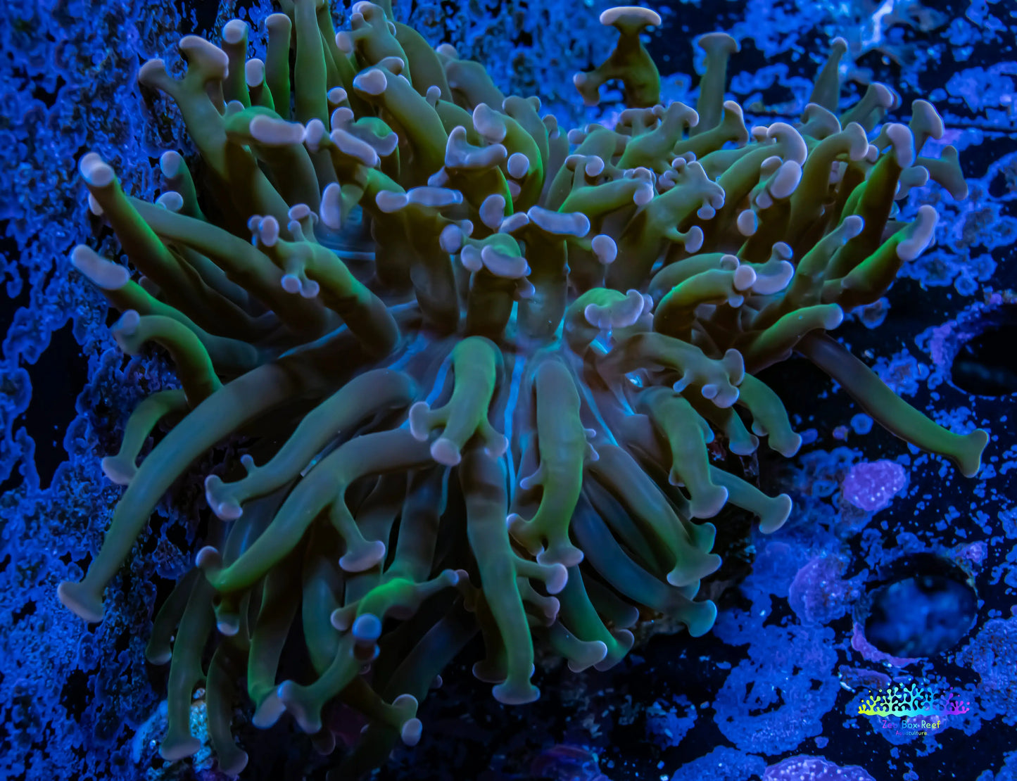 Hammer Coral WYSIWYG 5cm F1R6B1 Hammer Coral WYSIWYG 5cm F1R6B1 Aquarium Decor Hammer Coral WYSIWYG 5cm F1R6B1 Zeo Box Reef