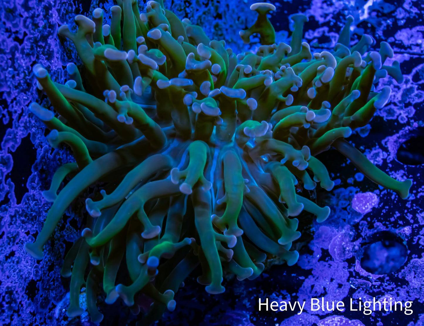Hammer Coral WYSIWYG 5cm F1R6B1 Hammer Coral WYSIWYG 5cm F1R6B1 Aquarium Decor Hammer Coral WYSIWYG 5cm F1R6B1 Zeo Box Reef