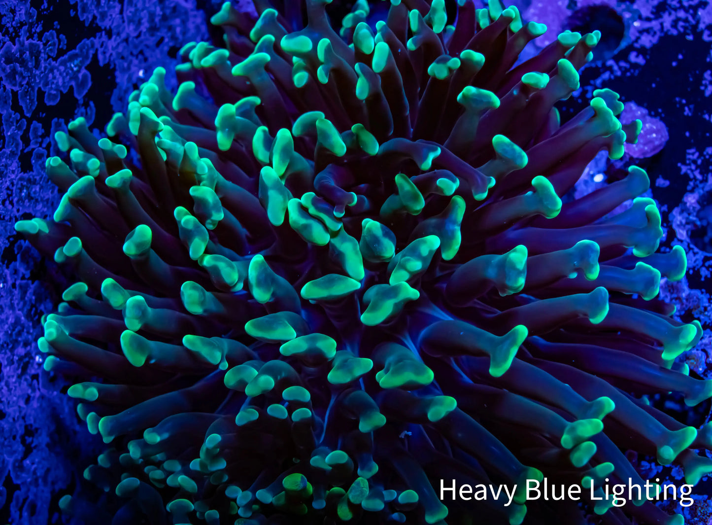 Hammer Coral WYSIWYG 5cm F2R6B1 Hammer Coral WYSIWYG 5cm F2R6B1 Aquarium Decor Hammer Coral WYSIWYG 5cm F2R6B1 Zeo Box Reef