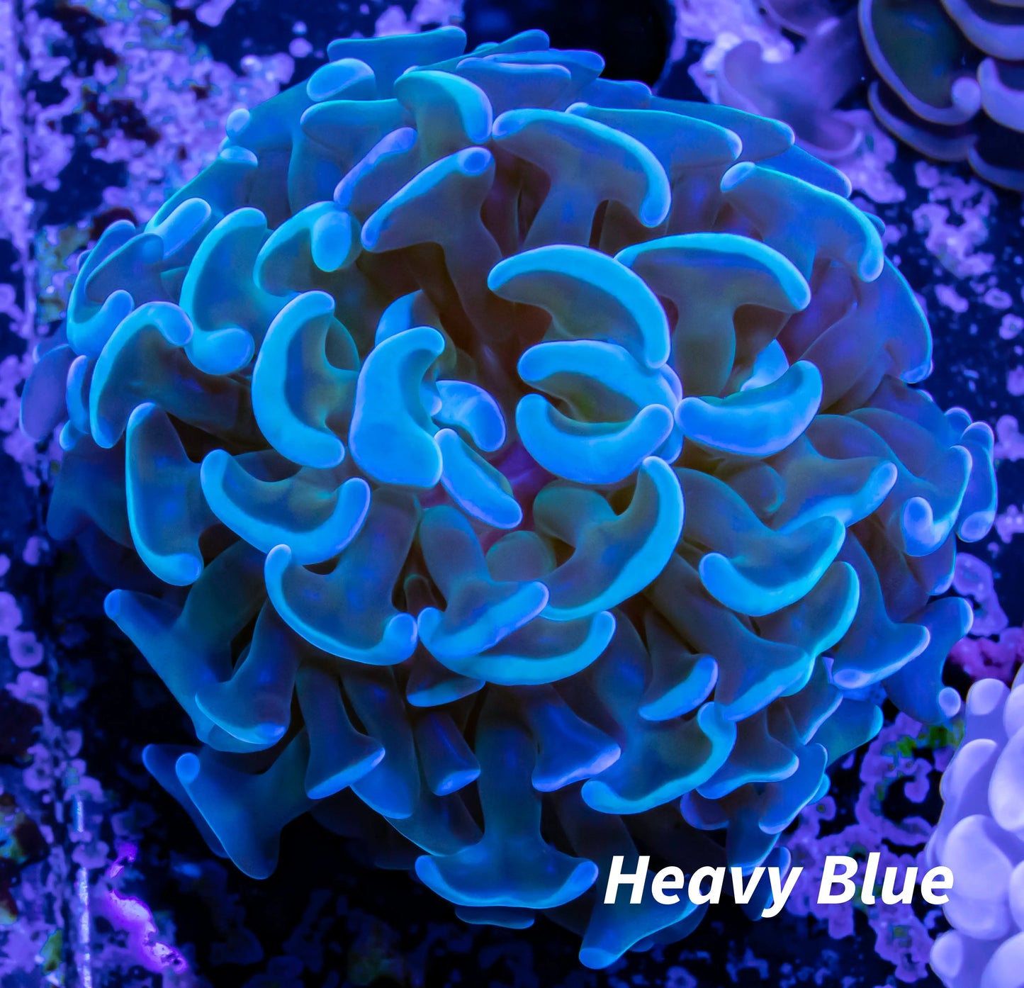 Hammer Coral WYSIWYG 5cm Hammer Coral WYSIWYG 5cm Aquarium Decor Hammer Coral WYSIWYG 5cm Zeo Box Reef