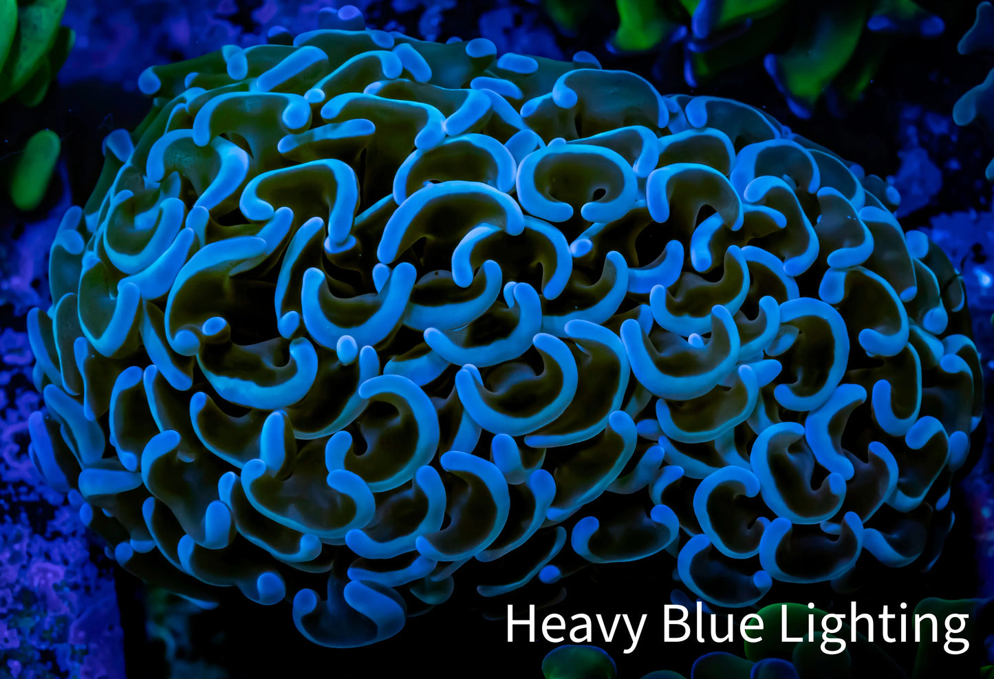 Hammer Coral - WYSIWYG 6cm B1R6B1 Hammer Coral - WYSIWYG 6cm B1R6B1 Aquarium Decor Hammer Coral - WYSIWYG 6cm B1R6B1 Zeo Box Reef