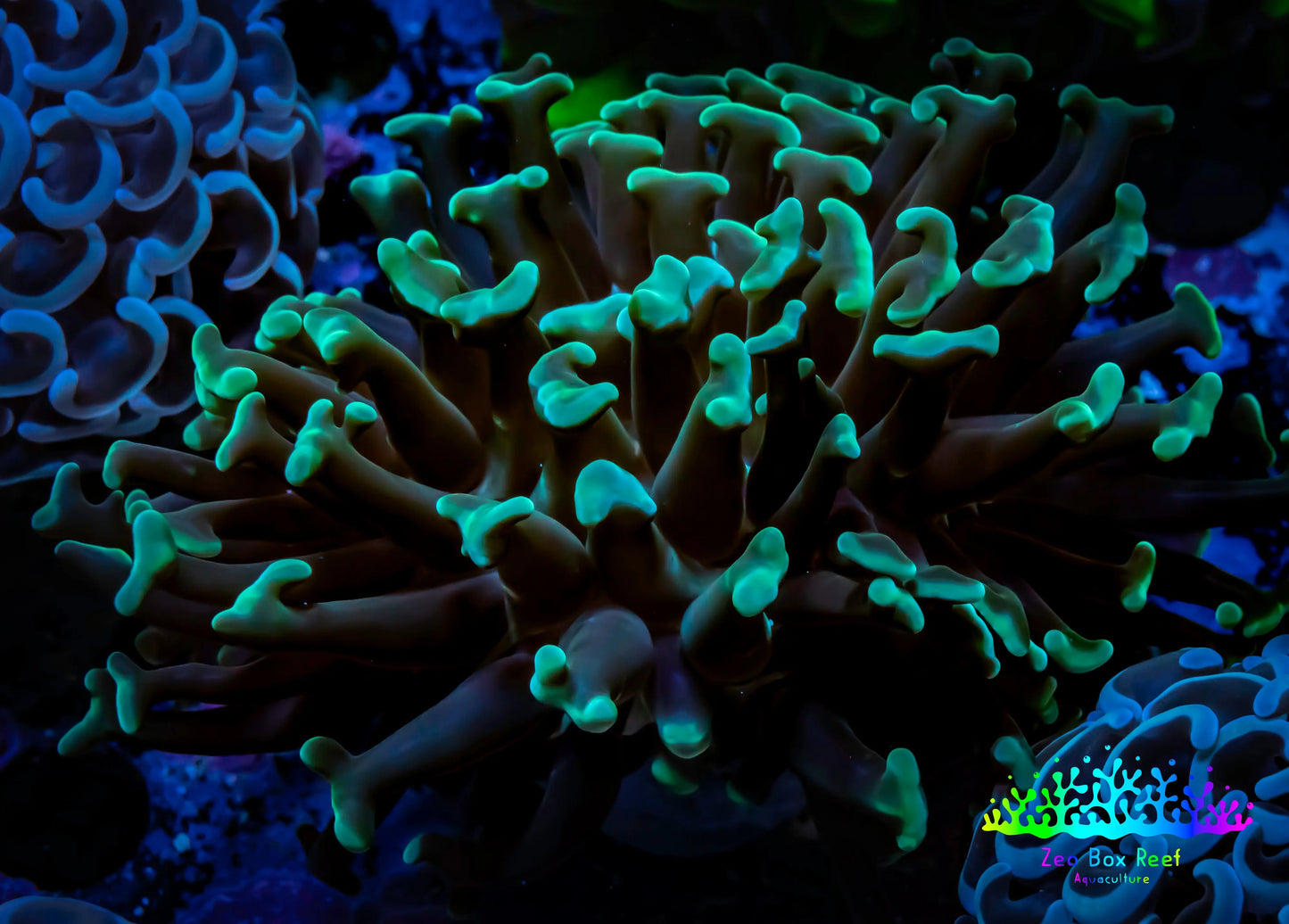 Hammer Coral - WYSIWYG 6cm B2R6B1 Hammer Coral - WYSIWYG 6cm B2R6B1 Aquarium Decor Hammer Coral - WYSIWYG 6cm B2R6B1 Zeo Box Reef