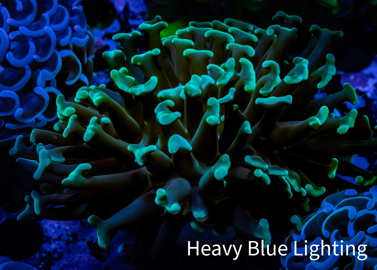 Hammer Coral - WYSIWYG 6cm B2R6B1 Hammer Coral - WYSIWYG 6cm B2R6B1 Aquarium Decor Hammer Coral - WYSIWYG 6cm B2R6B1 Zeo Box Reef