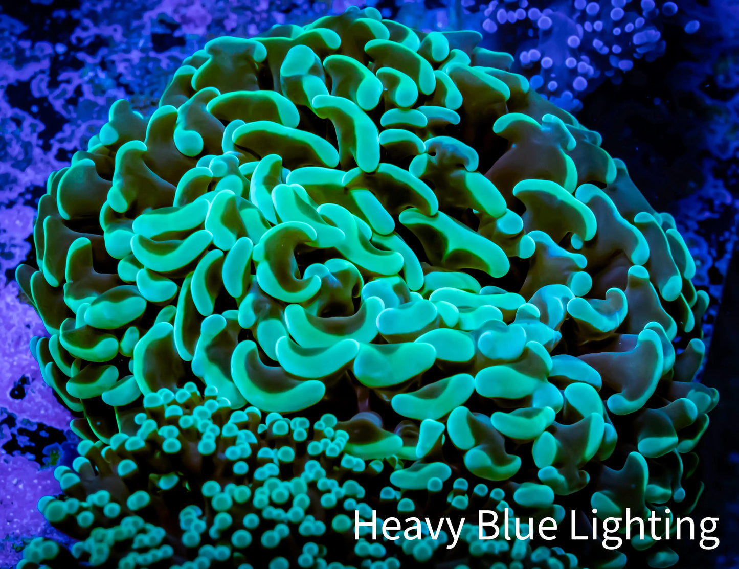 Hammer Coral - WYSIWYG 6cm D2R5B1 Hammer Coral - WYSIWYG 6cm D2R5B1 Aquarium Decor Hammer Coral - WYSIWYG 6cm D2R5B1 Zeo Box Reef