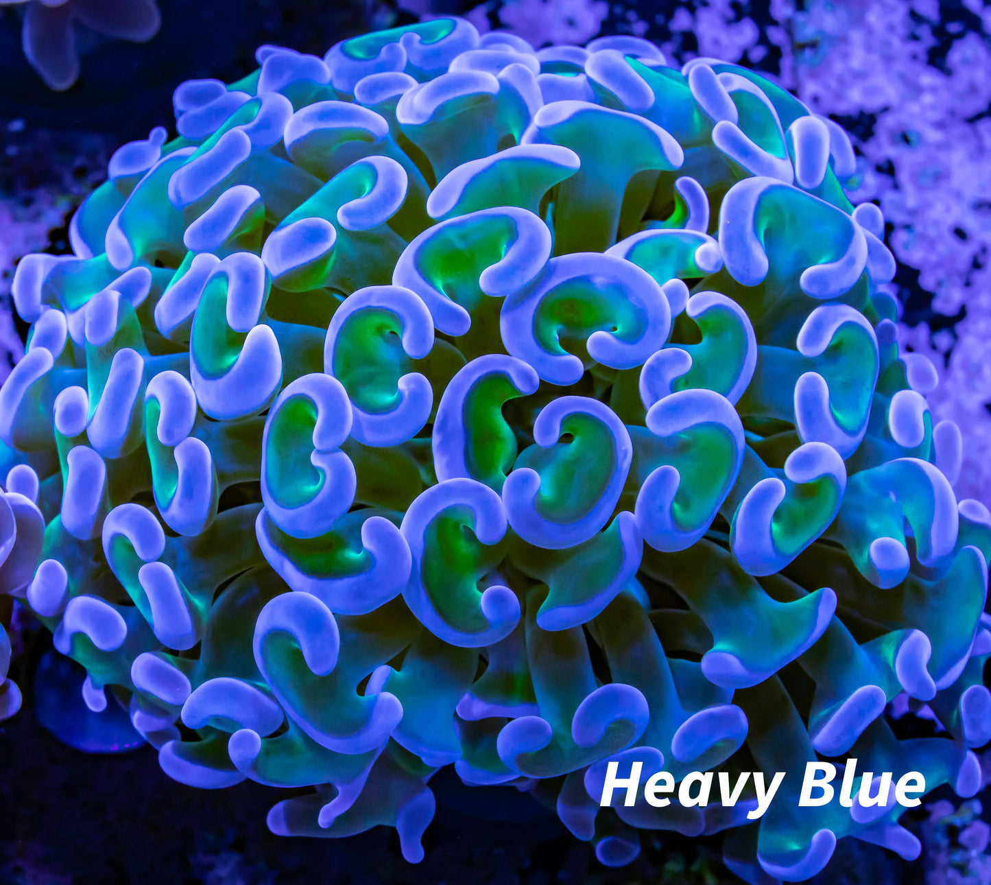 Hammer Coral WYSIWYG 6cm Hammer Coral WYSIWYG 6cm Aquarium Decor Hammer Coral WYSIWYG 6cm Zeo Box Reef