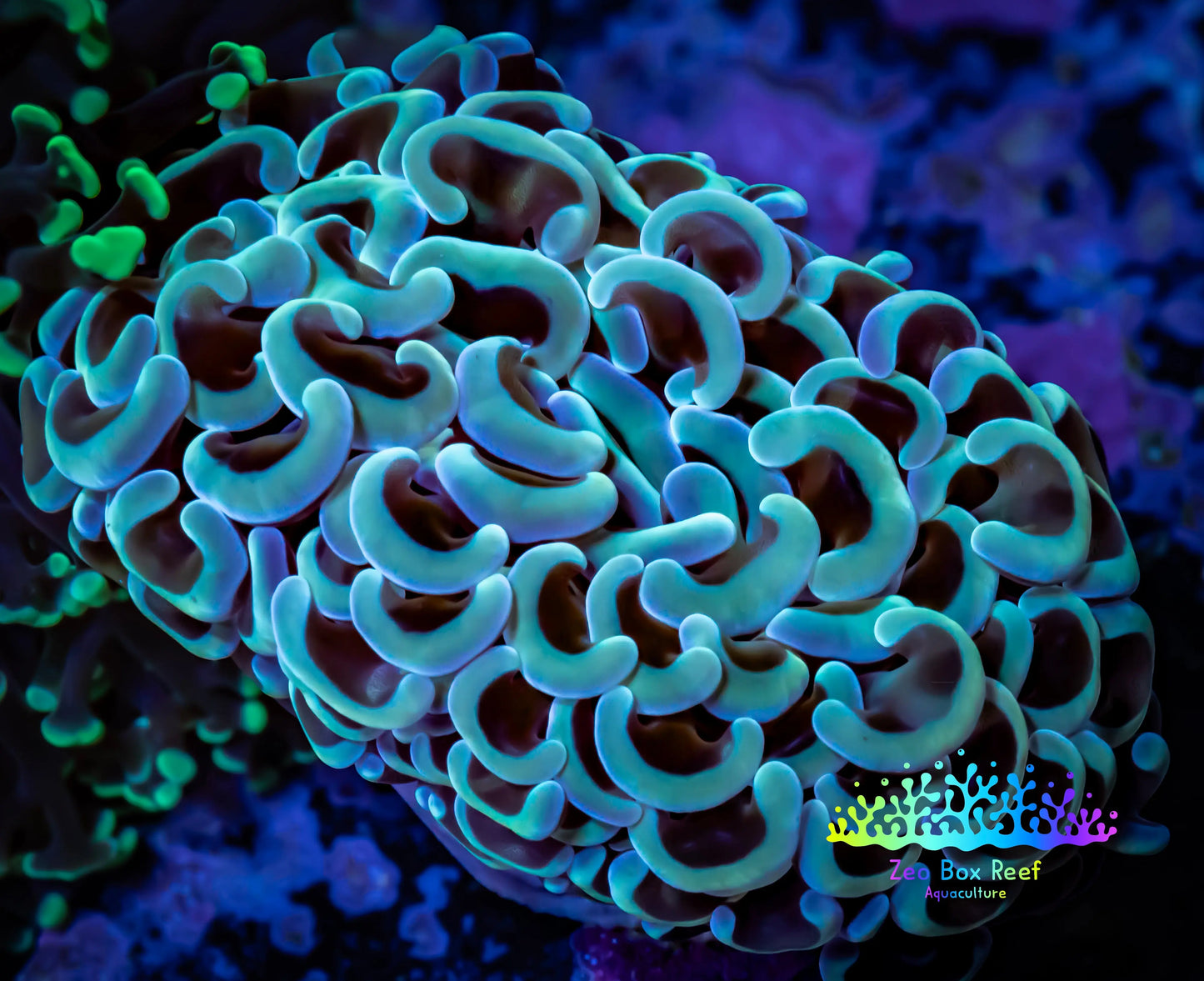 Hammer Coral - WYSIWYG 7cm B4R6B1 Hammer Coral - WYSIWYG 7cm B4R6B1 Aquarium Decor Hammer Coral - WYSIWYG 7cm B4R6B1 Zeo Box Reef