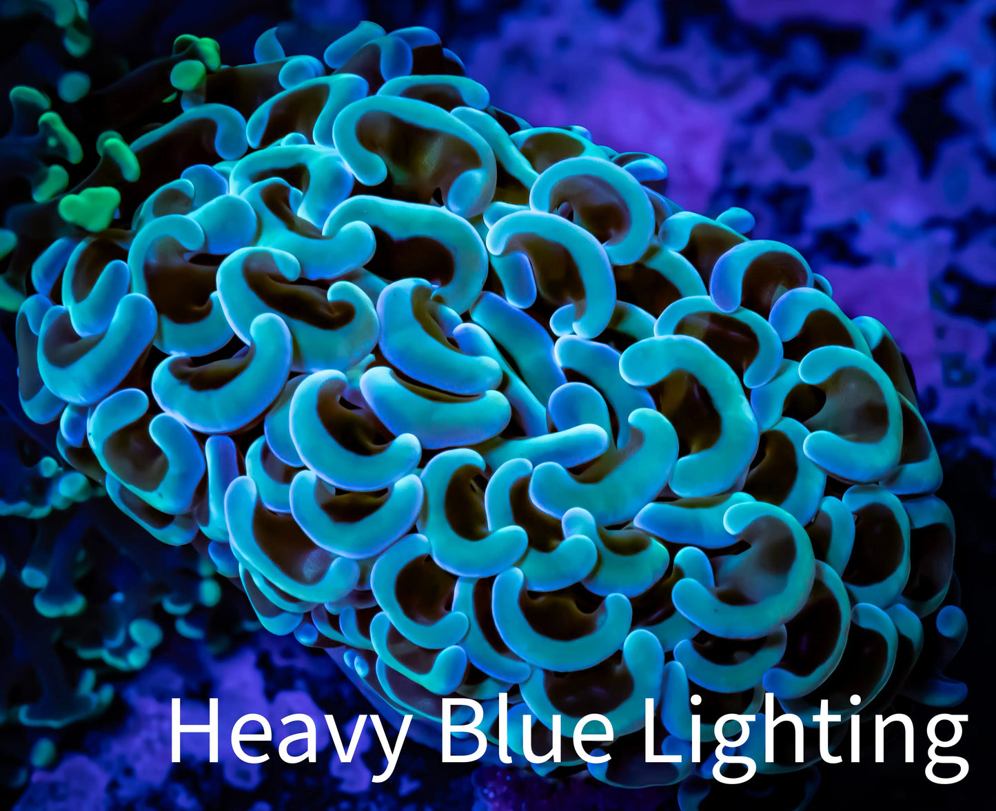 Hammer Coral - WYSIWYG 7cm B4R6B1 Hammer Coral - WYSIWYG 7cm B4R6B1 Aquarium Decor Hammer Coral - WYSIWYG 7cm B4R6B1 Zeo Box Reef