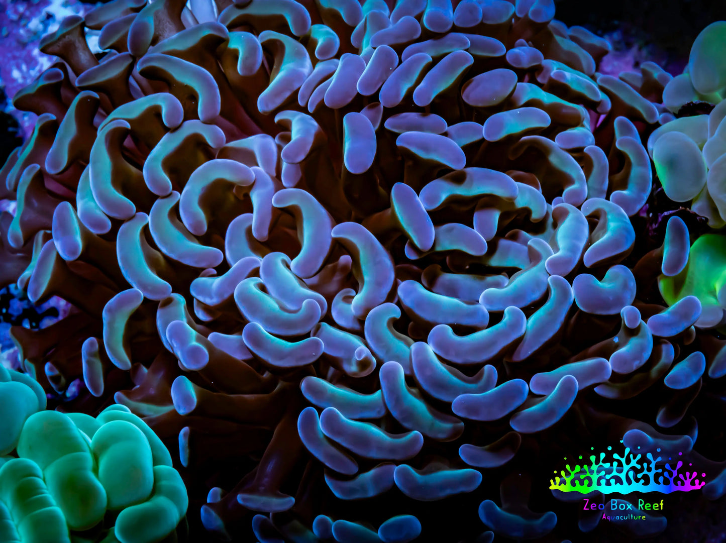 Hammer Coral - WYSIWYG 8cm B2R6B1 Hammer Coral - WYSIWYG 8cm B2R6B1 Aquarium Decor Hammer Coral - WYSIWYG 8cm B2R6B1 Zeo Box Reef