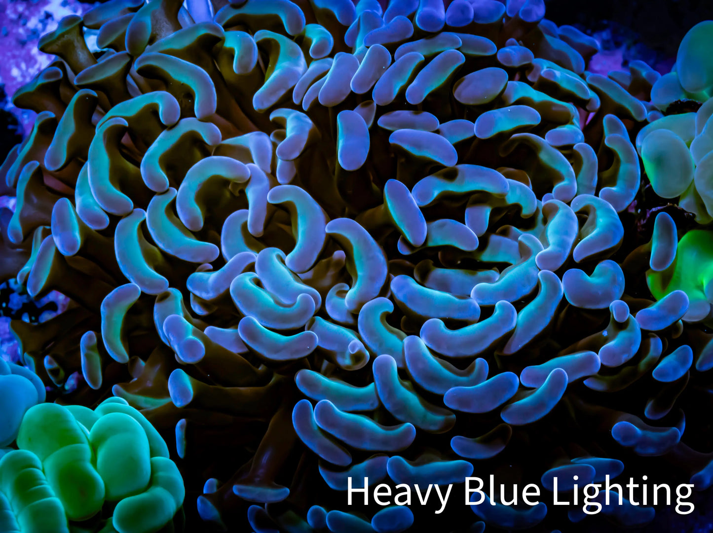 Hammer Coral - WYSIWYG 8cm B2R6B1 Hammer Coral - WYSIWYG 8cm B2R6B1 Aquarium Decor Hammer Coral - WYSIWYG 8cm B2R6B1 Zeo Box Reef