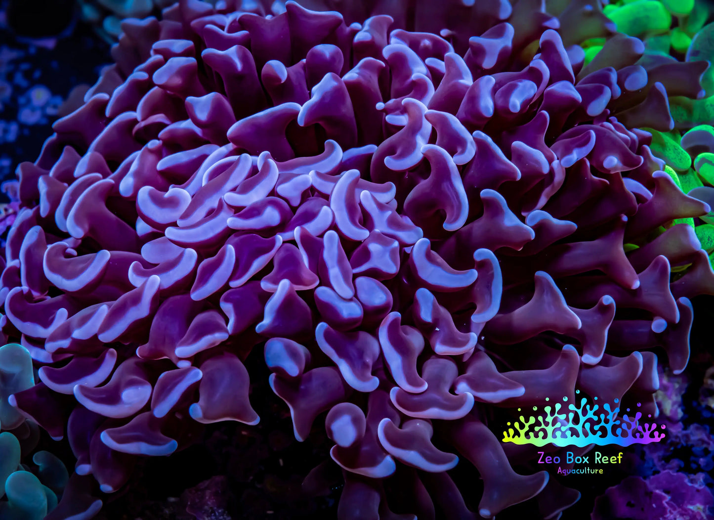 Hammer Coral - WYSIWYG 9cm B3R5B1 Hammer Coral - WYSIWYG 9cm B3R5B1 Aquarium Decor Hammer Coral - WYSIWYG 9cm B3R5B1 Zeo Box Reef