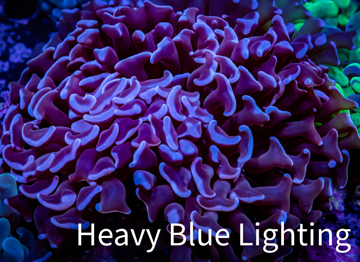 Hammer Coral - WYSIWYG 9cm B3R5B1 Hammer Coral - WYSIWYG 9cm B3R5B1 Aquarium Decor Hammer Coral - WYSIWYG 9cm B3R5B1 Zeo Box Reef