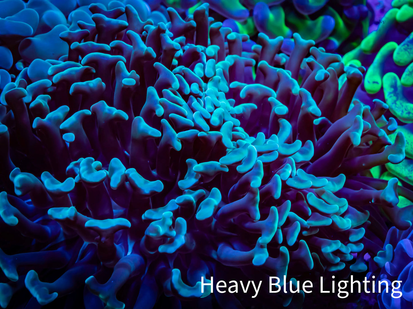 Hammer Coral - WYSIWYG 9cm B4R5B1 Hammer Coral - WYSIWYG 9cm B4R5B1 Aquarium Decor Hammer Coral - WYSIWYG 9cm B4R5B1 Zeo Box Reef